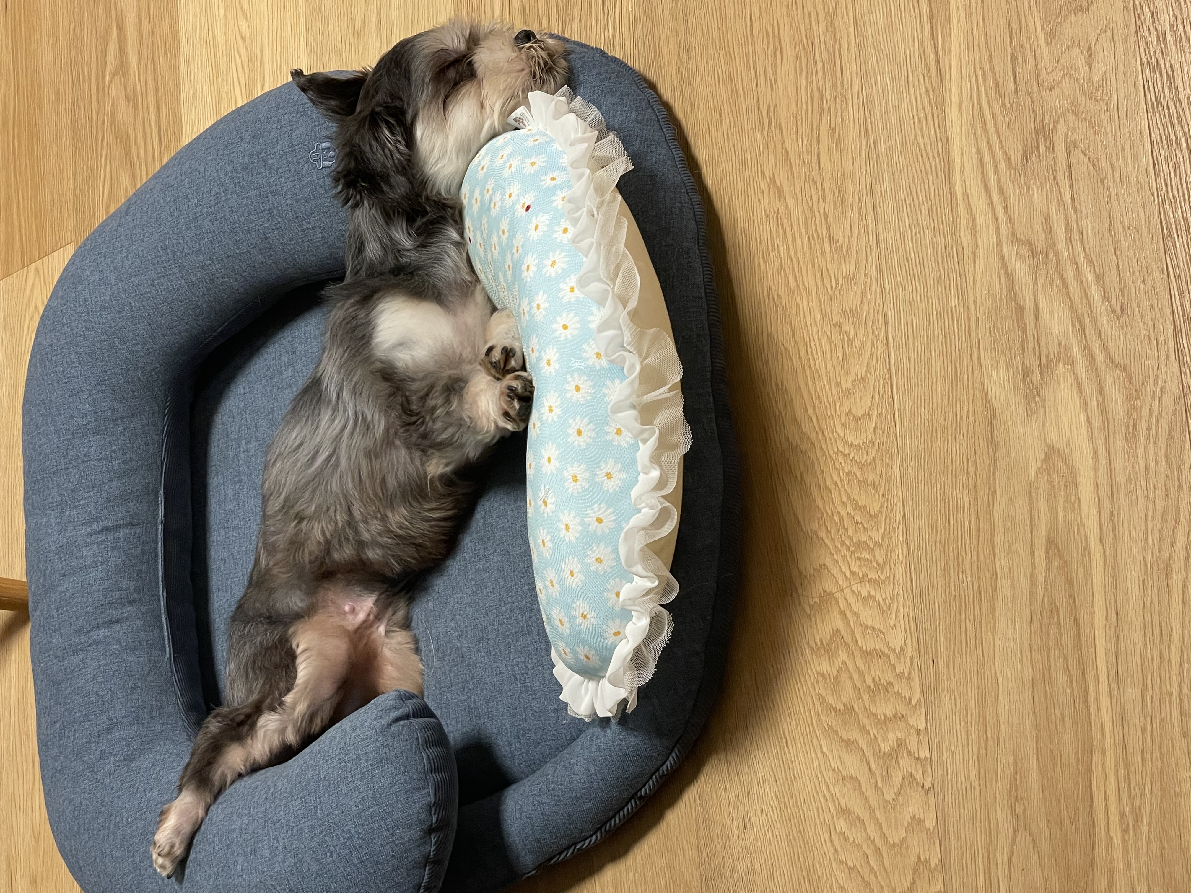아산애니멀호더구조견 삼공(순심)이 임보 한달째 입니다!