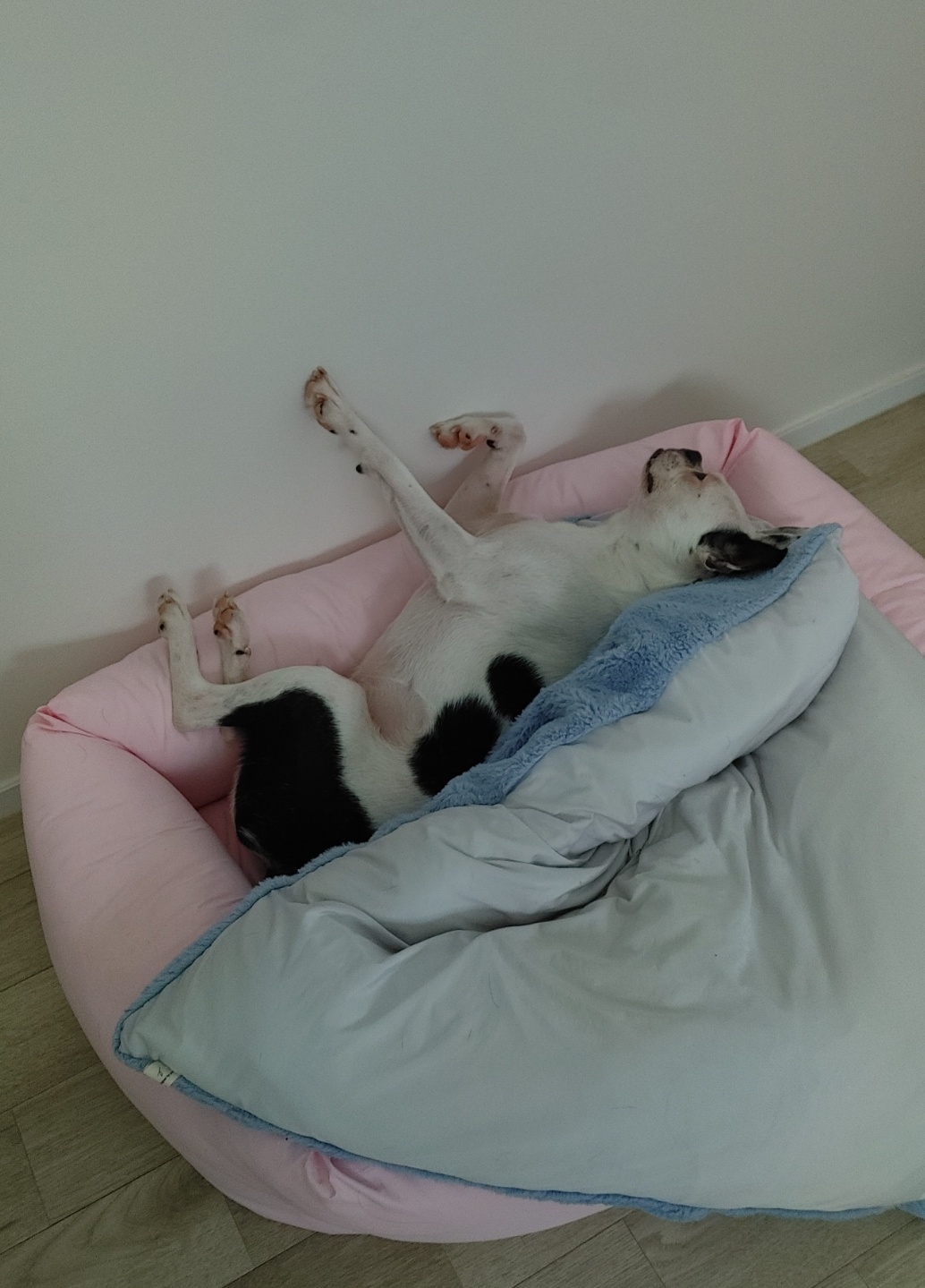 아인이(애디) 3개월차 입양후기