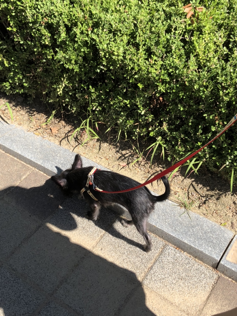 앵두 (구 마바)
