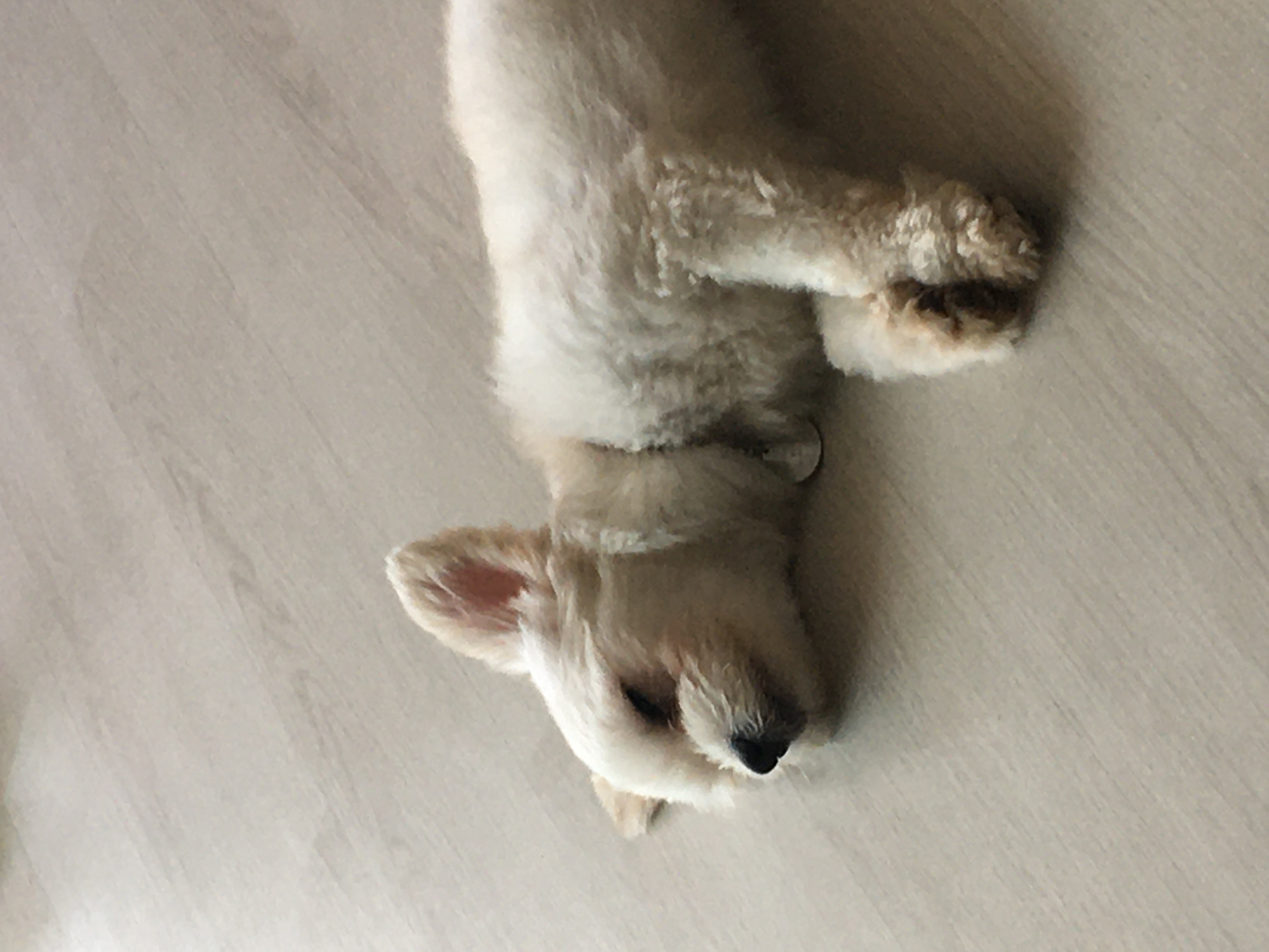 설기(오식이) 