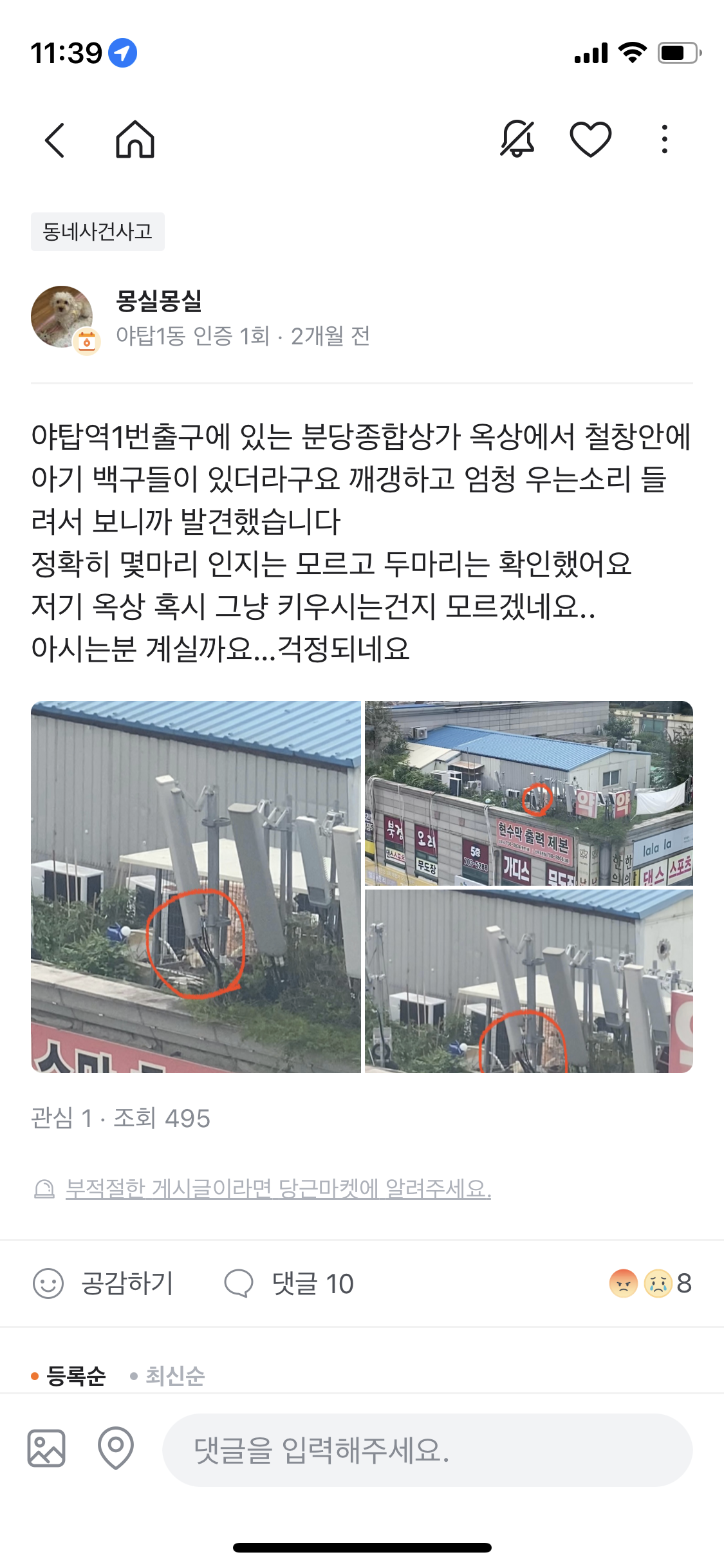 옥상방치견 