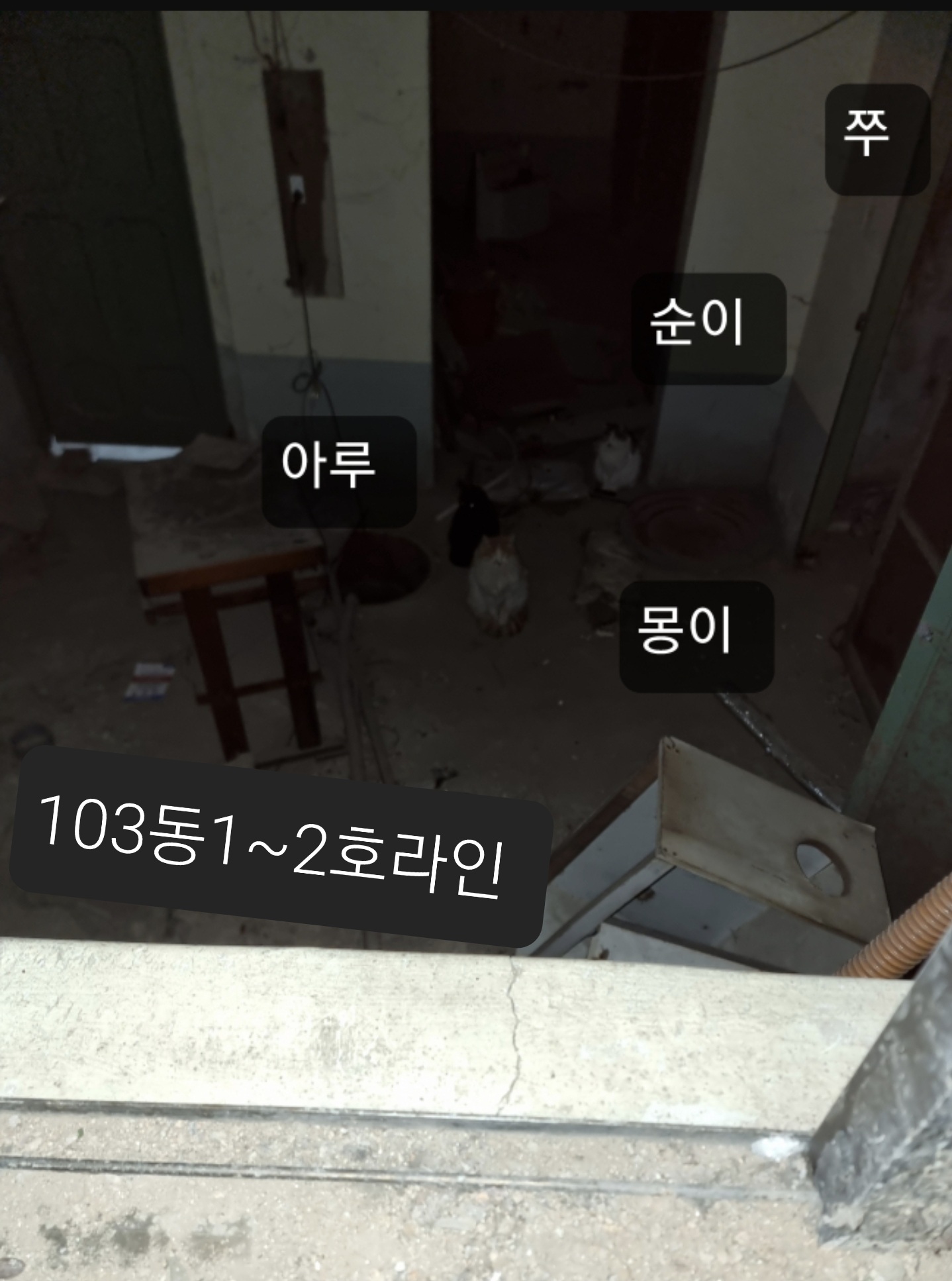 경비실직원이길고양이를감금했습니다