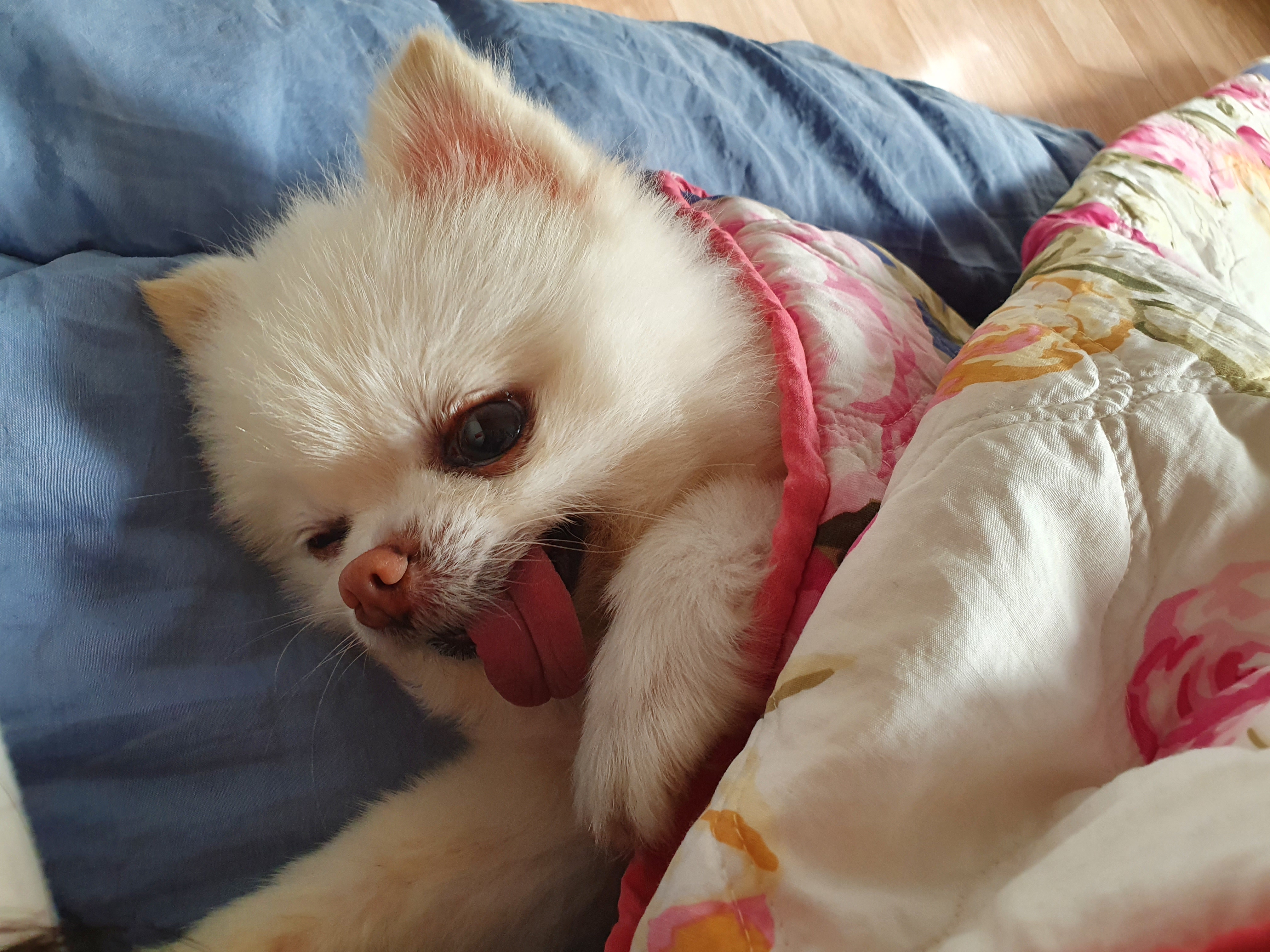 뽀송이 잘 있어