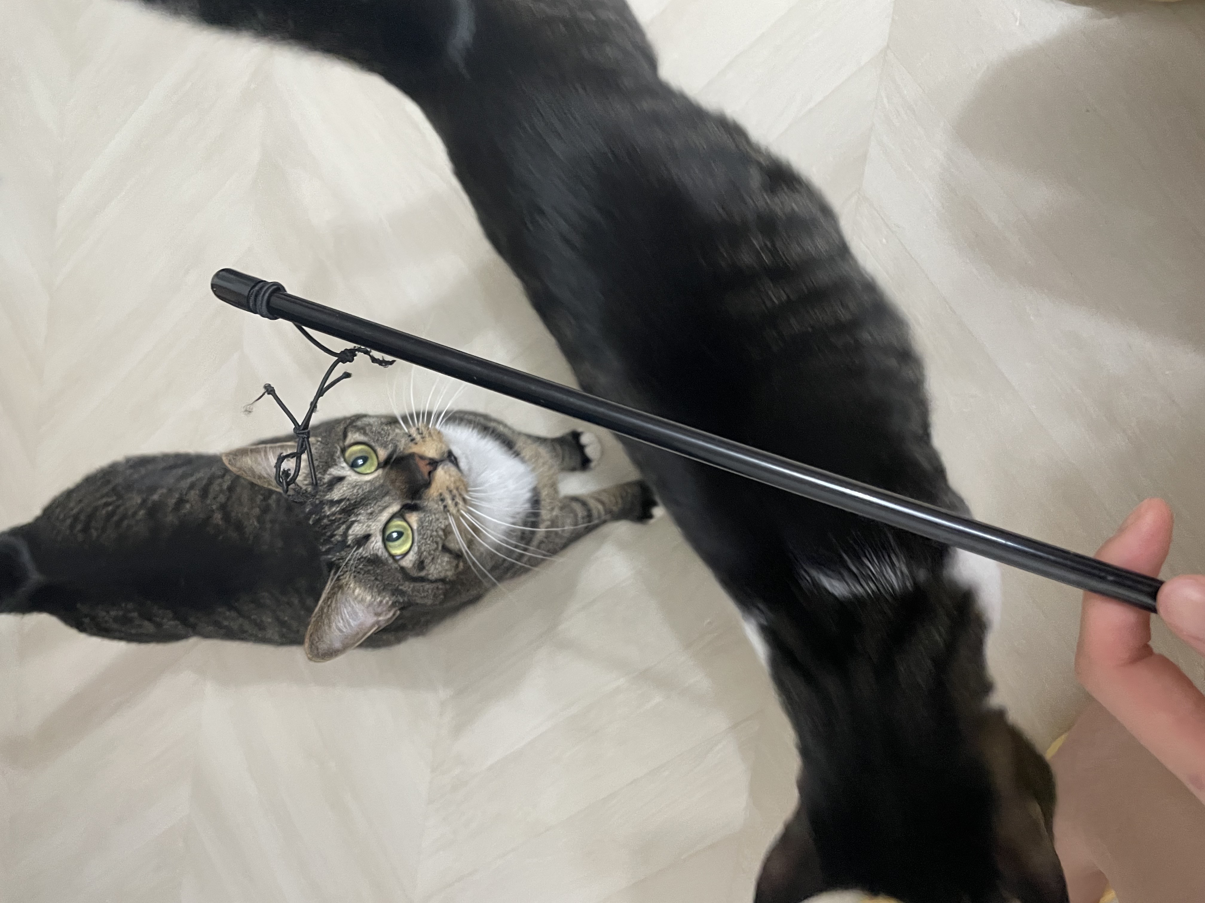포트와 노이