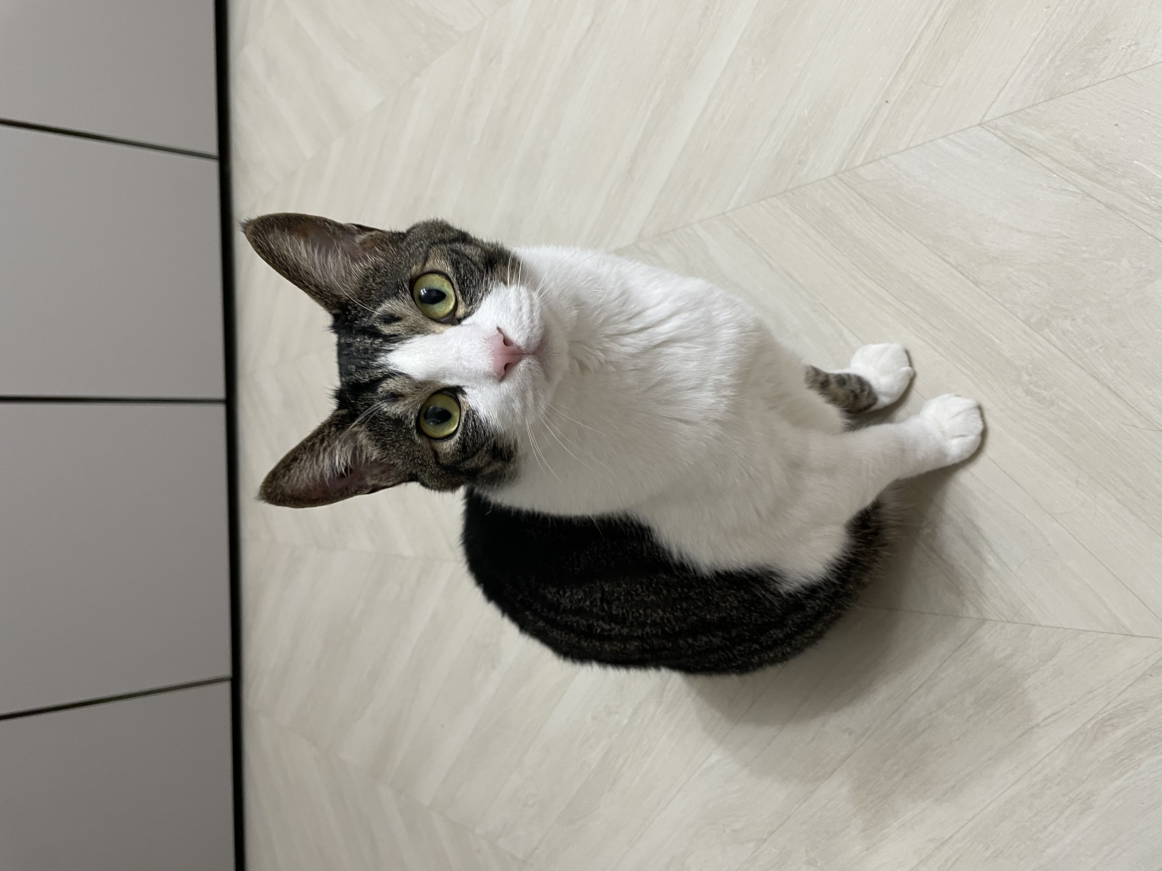 포트와 노이