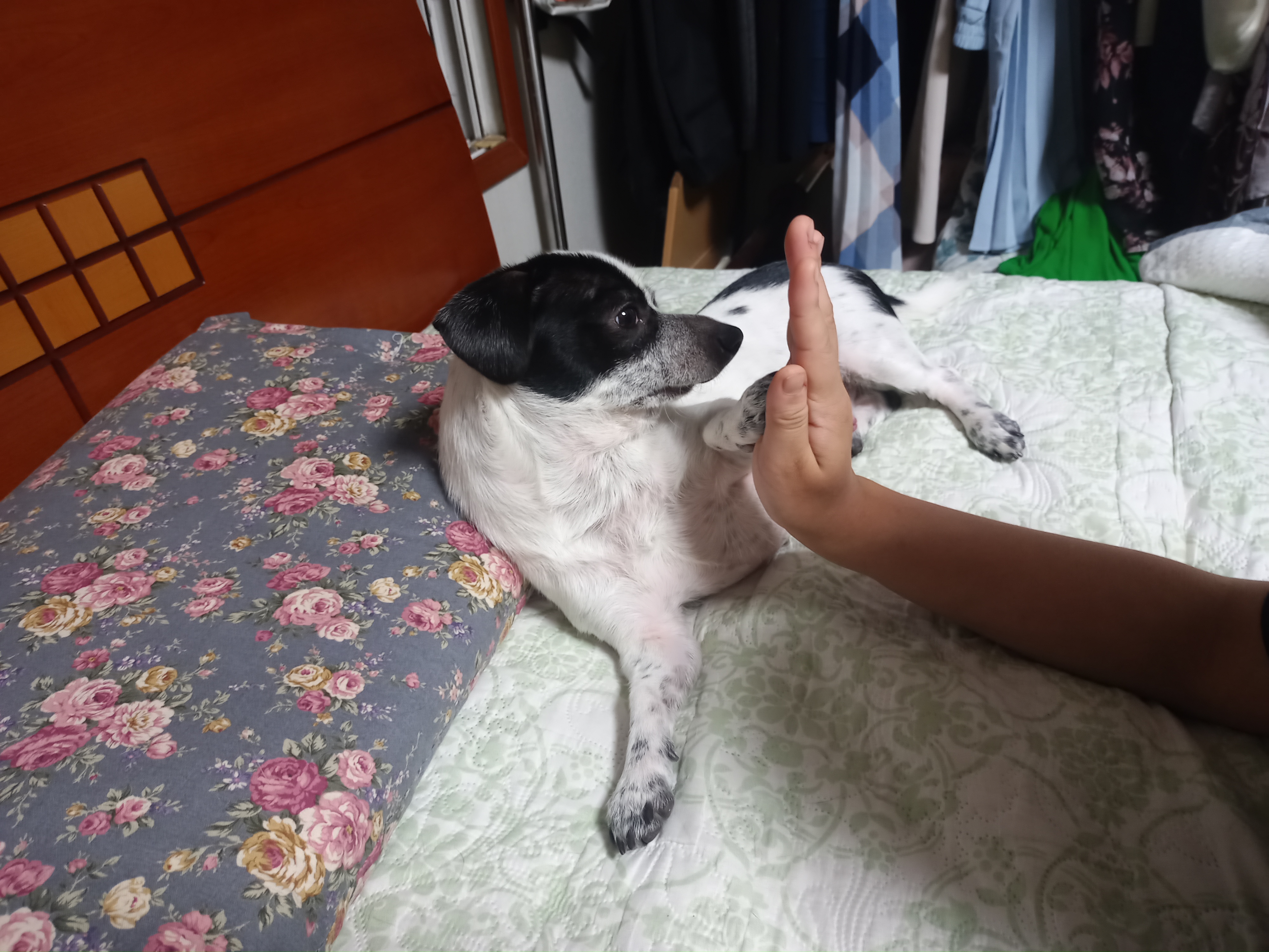 깨비(다일이)