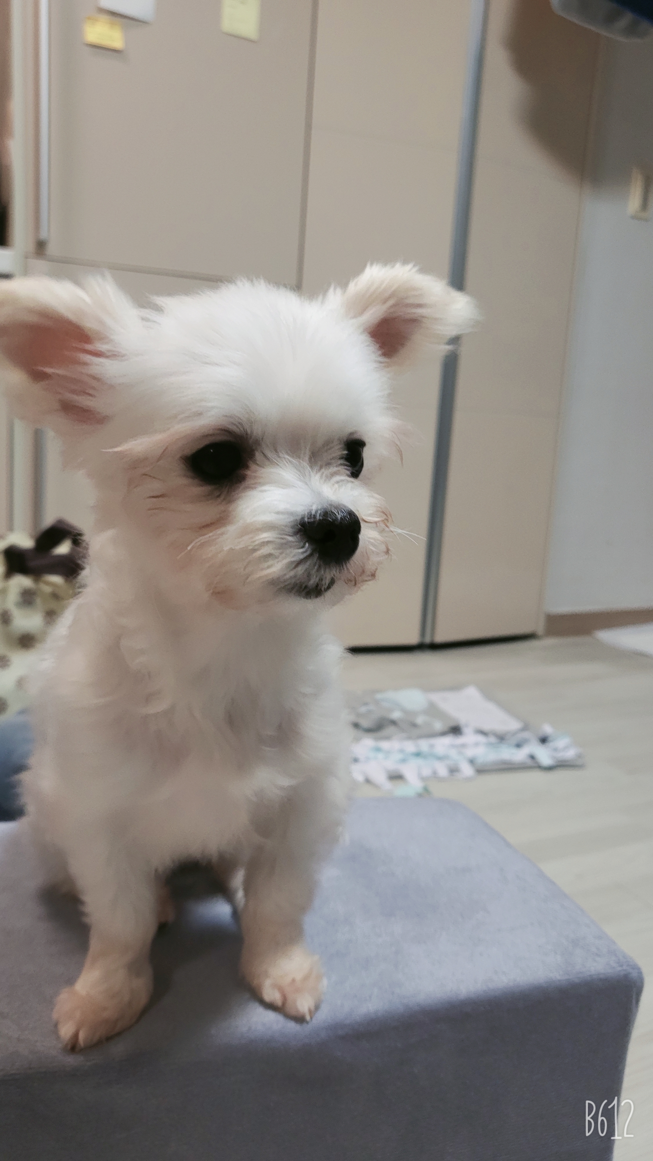 아산구조견 오슬이(현 밥풀이)와 한달