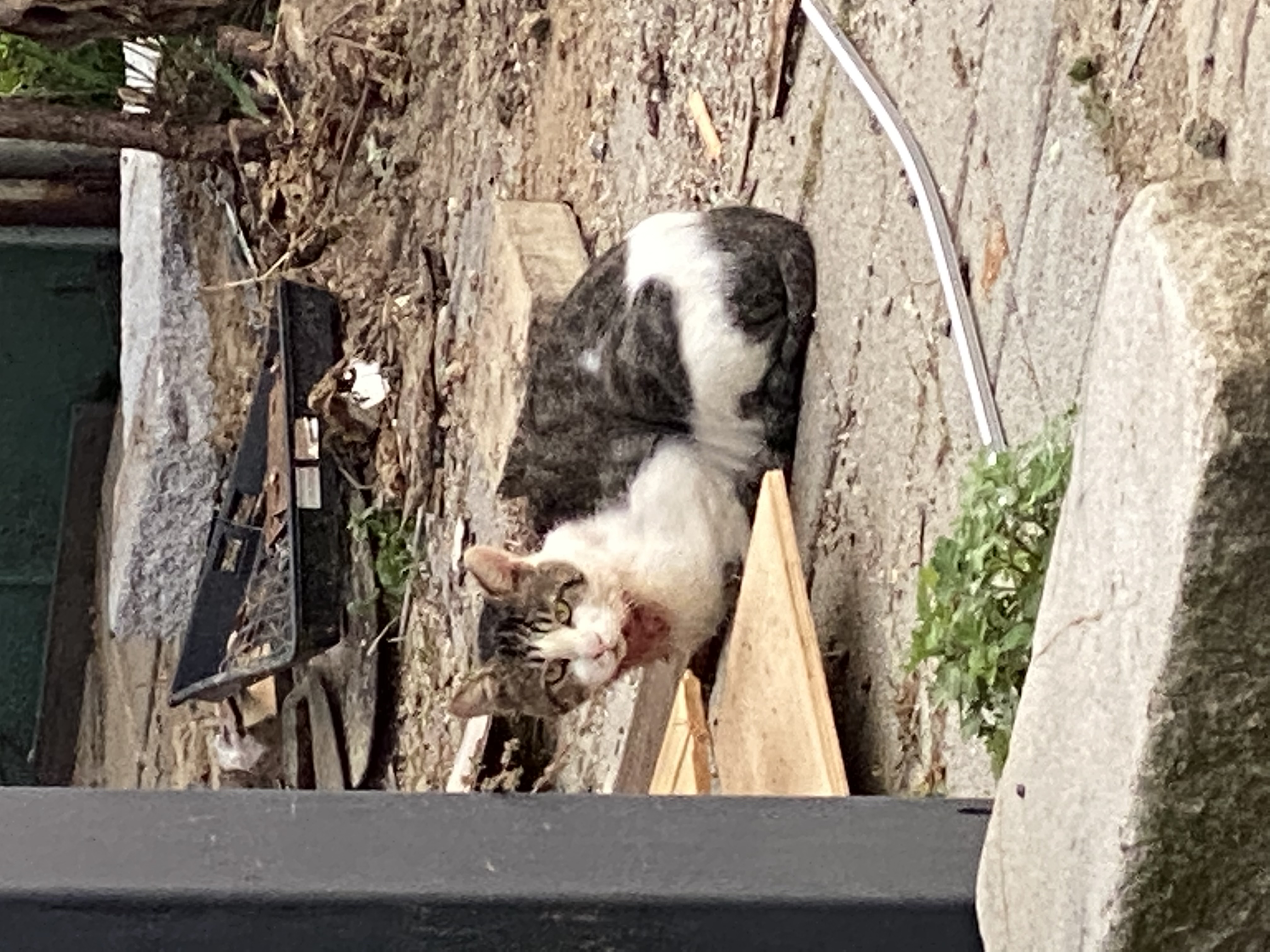 목이 피로 물든 고양이 도와주세요
