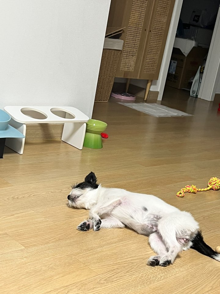 리코와 라이카의 근황입니다~!