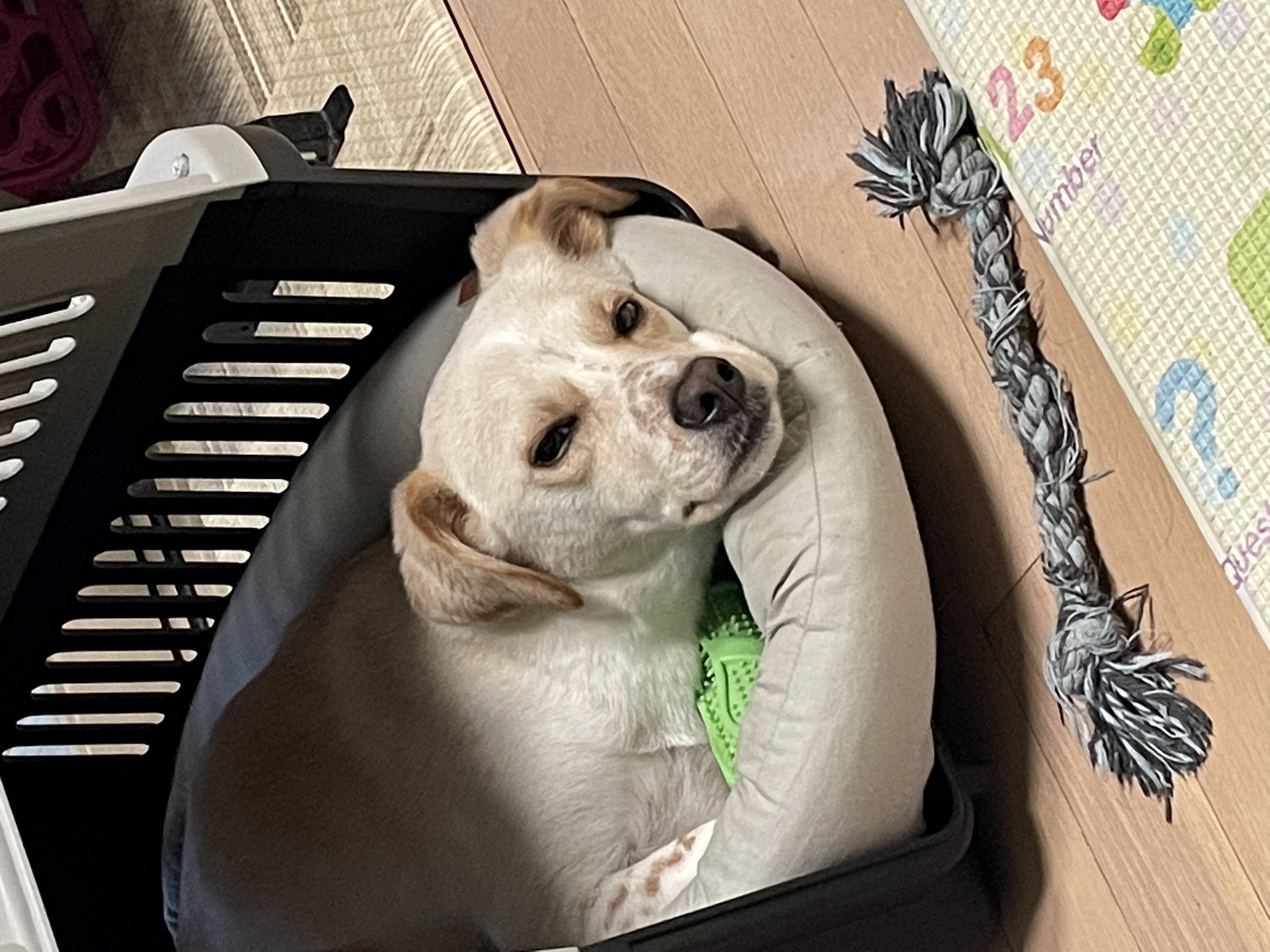 구 멍구 현 아토 집에 온 지 2년
