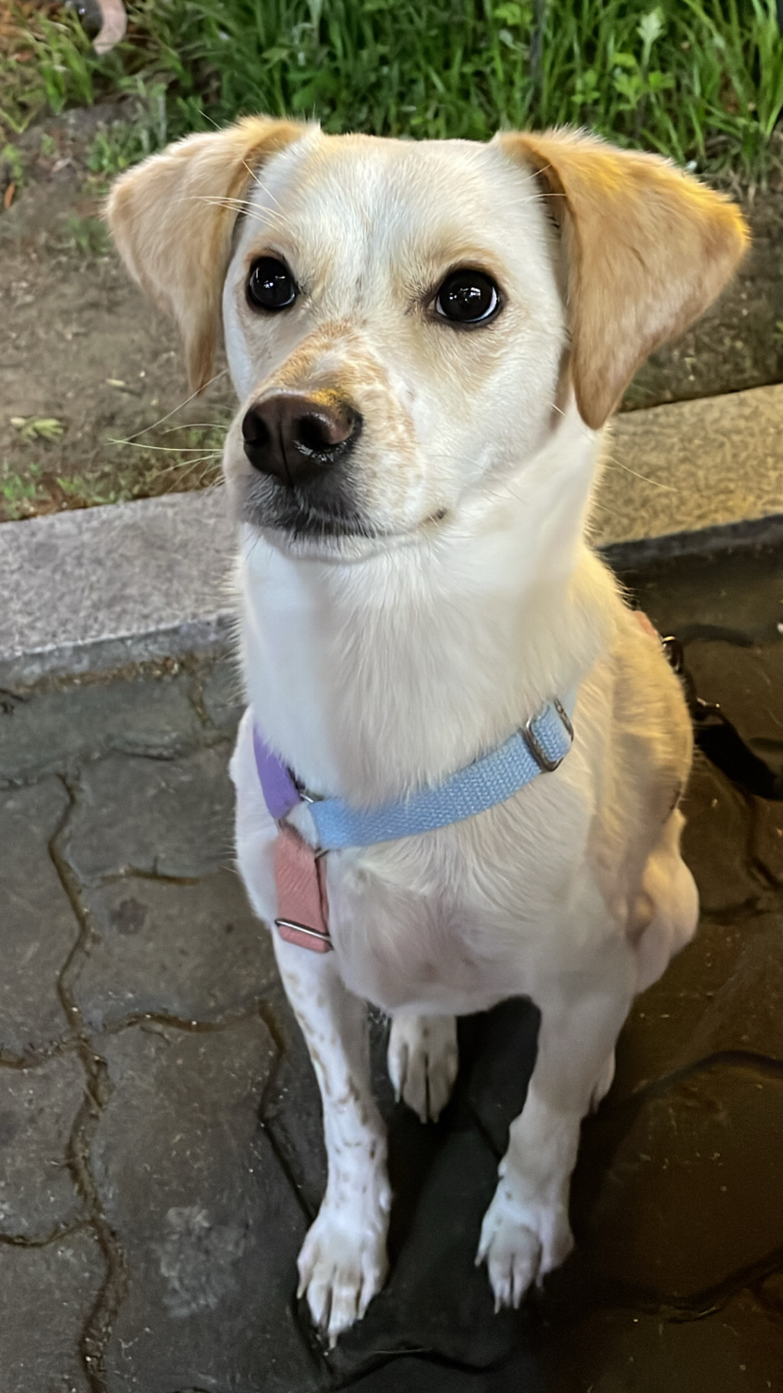 구 멍구 현 아토 집에 온 지 2년