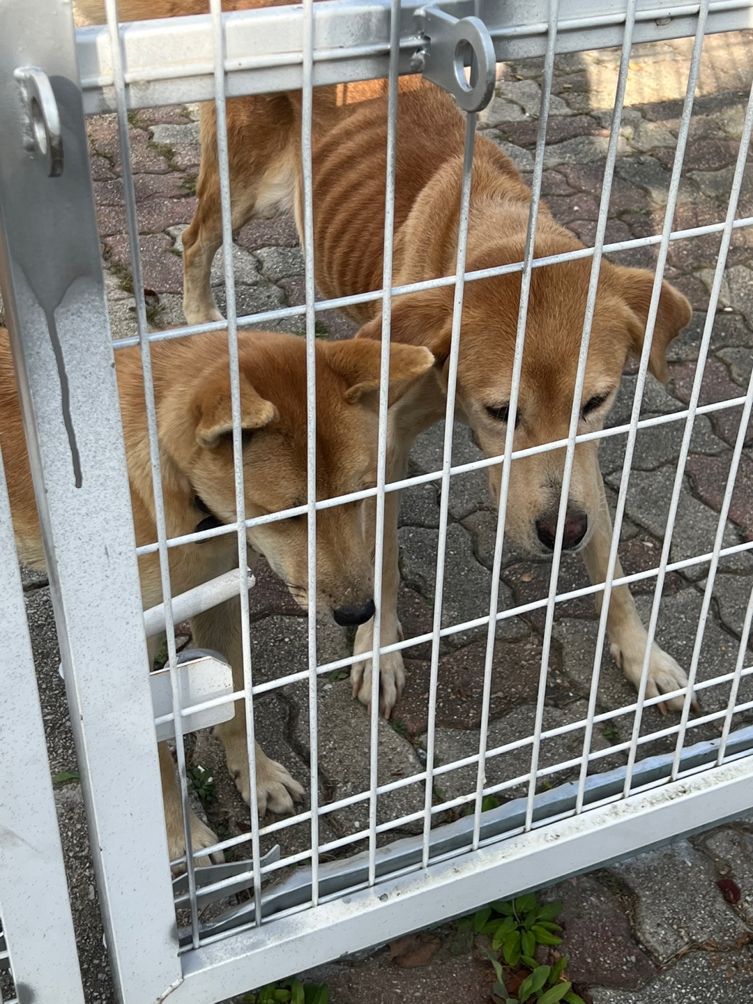 강아지 밥을 안 주는 거 같아요