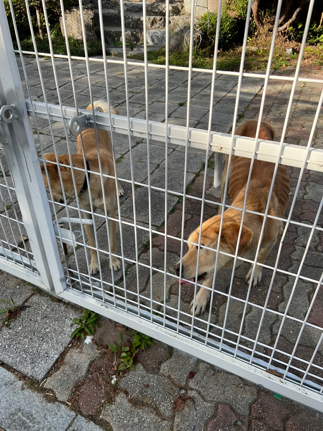 강아지 밥을 안 주는 거 같아요