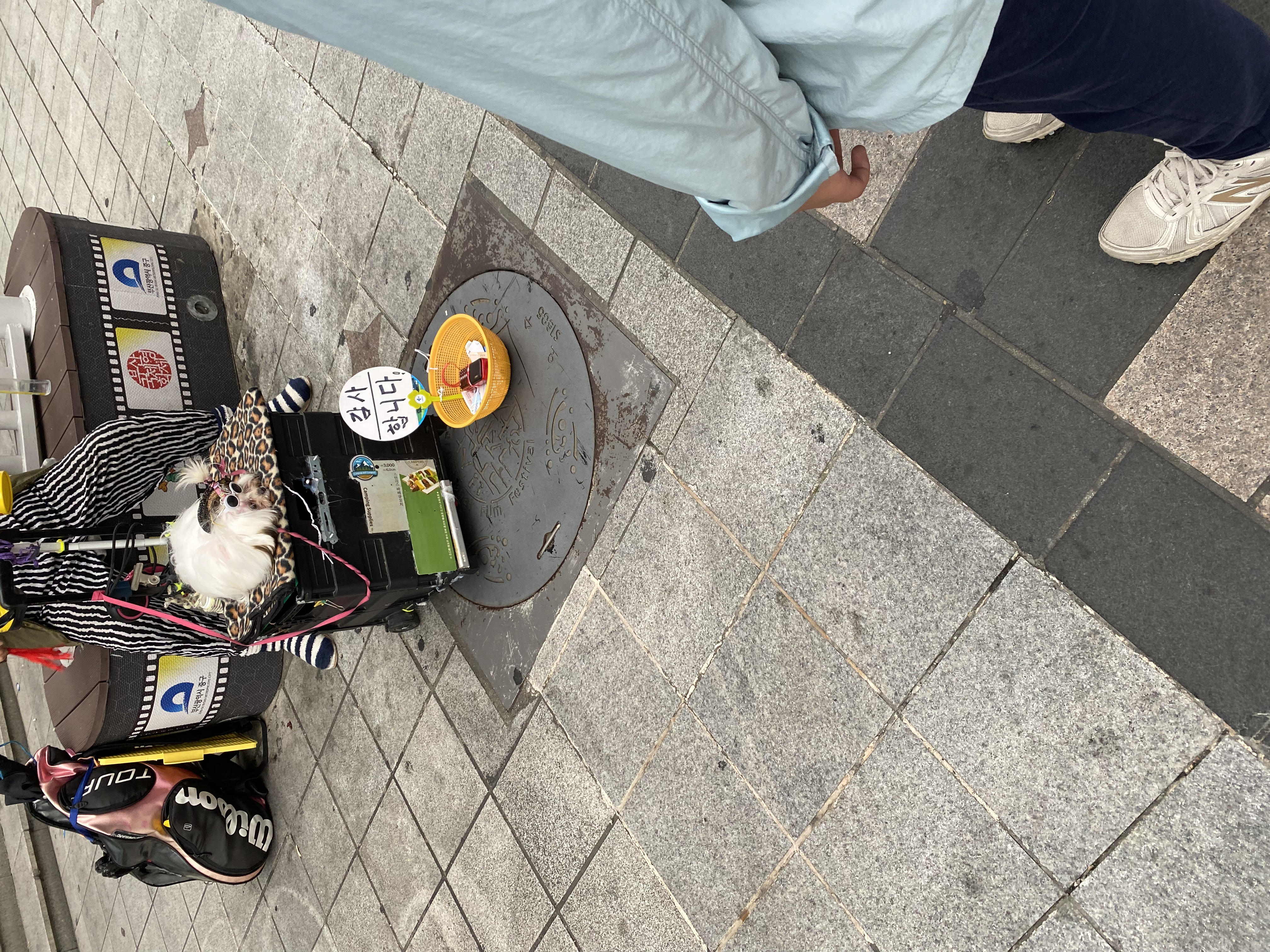앵벌이강아지구조부탁드려요!!!