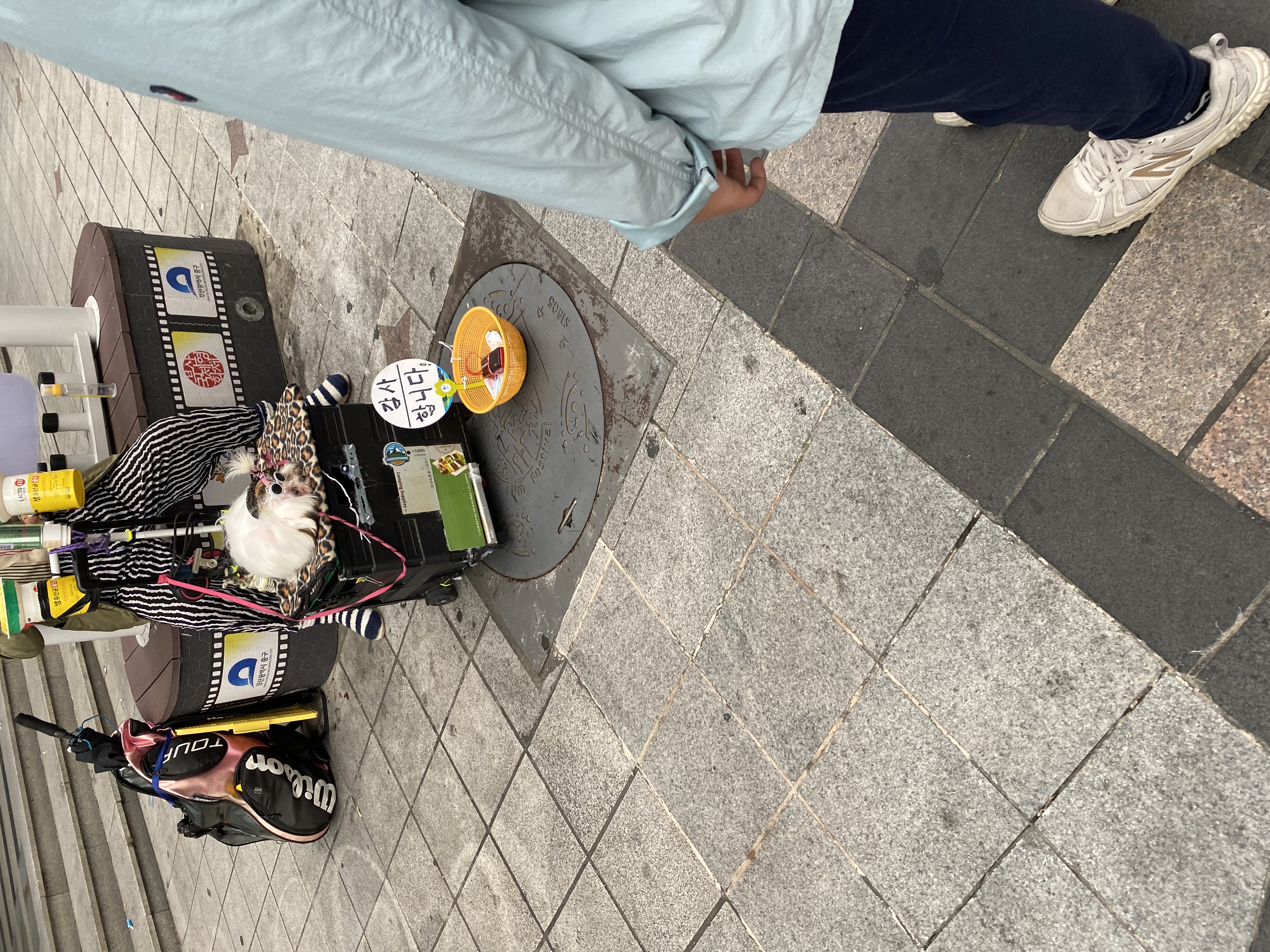 앵벌이강아지구조부탁드려요!!!
