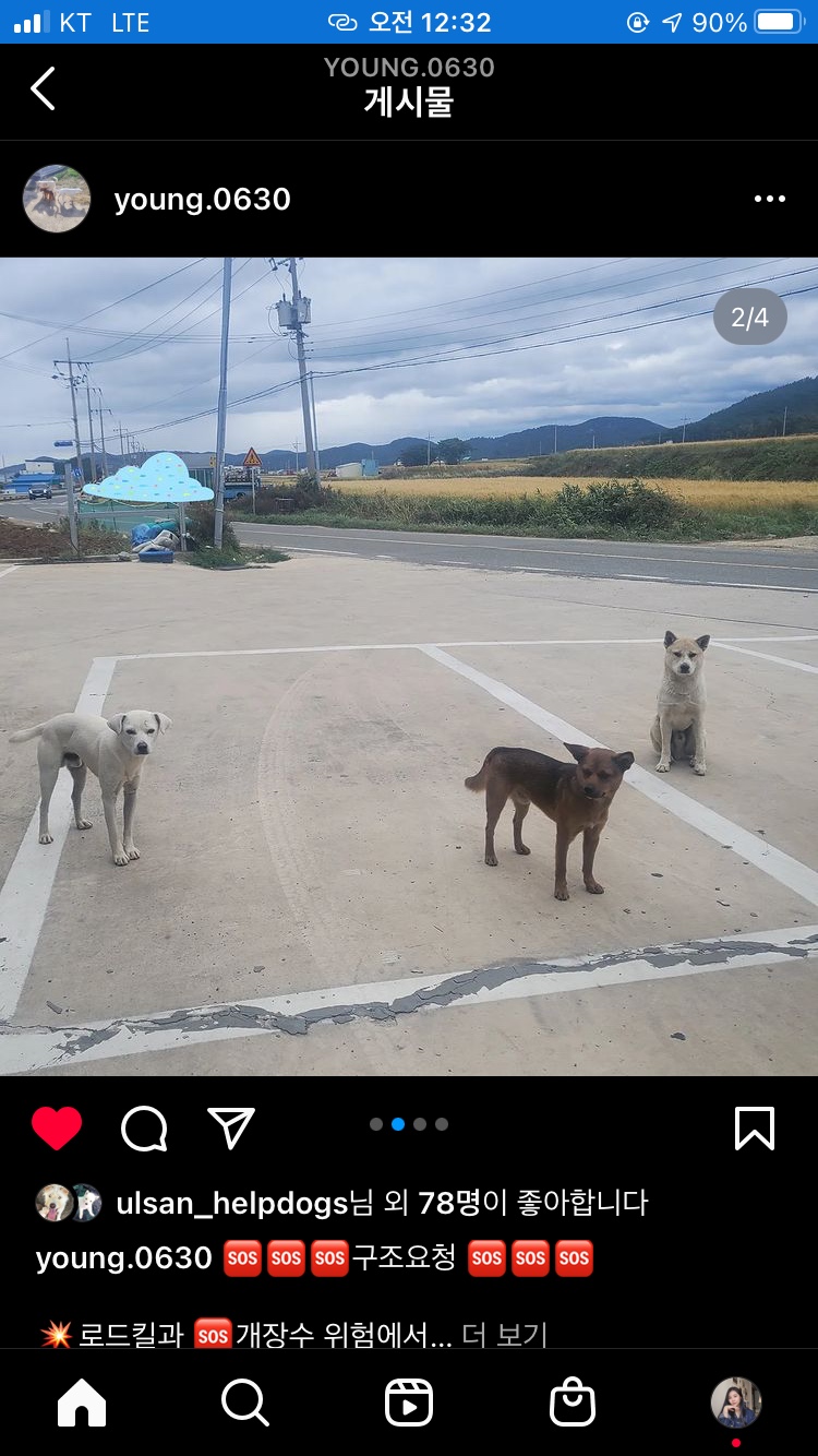 개장수와 로드킬로부터 위험에 놓인 세 마리의 아이들을 도와주세요. 