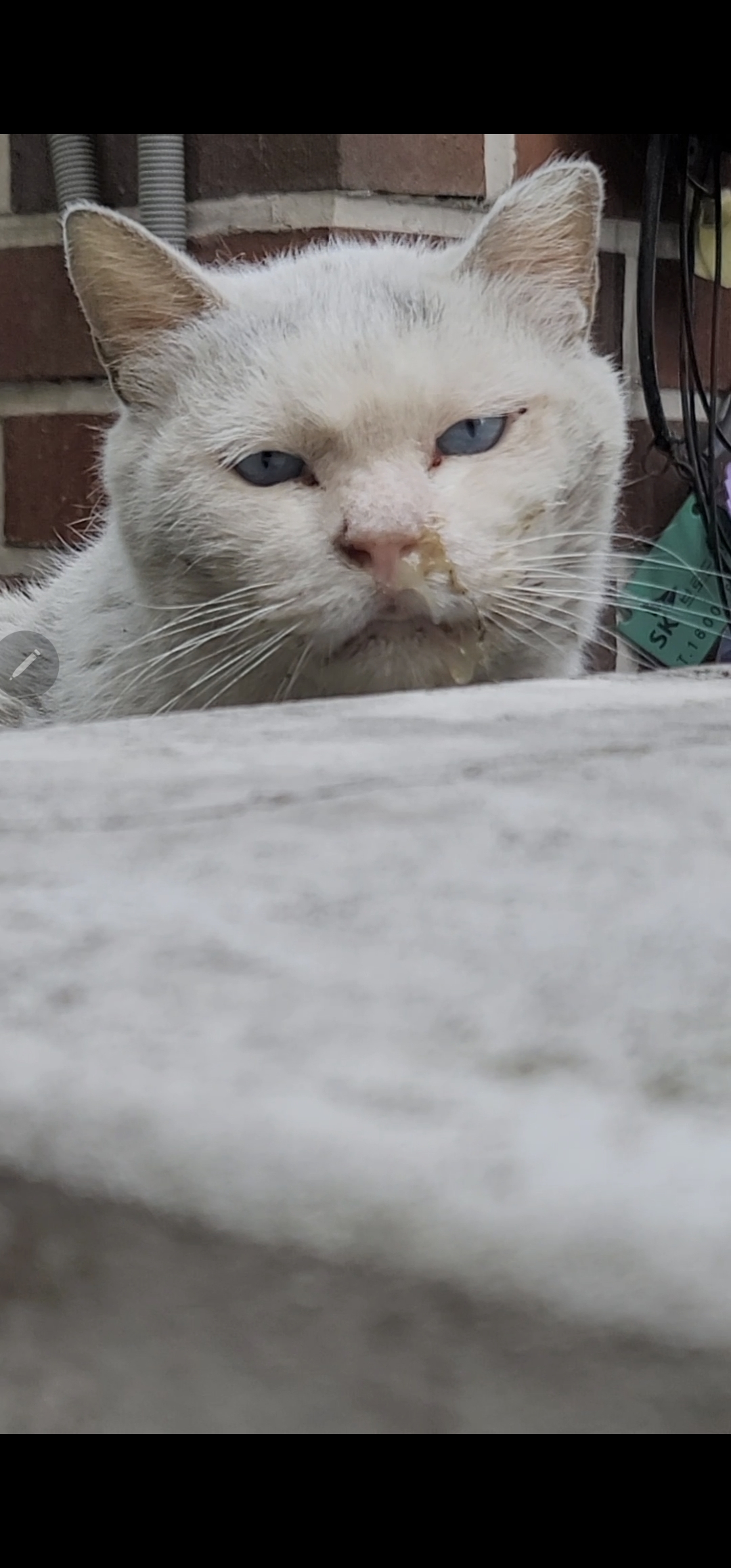 길고양이 구조관련 도움받고 싶어서 문의드립니다.