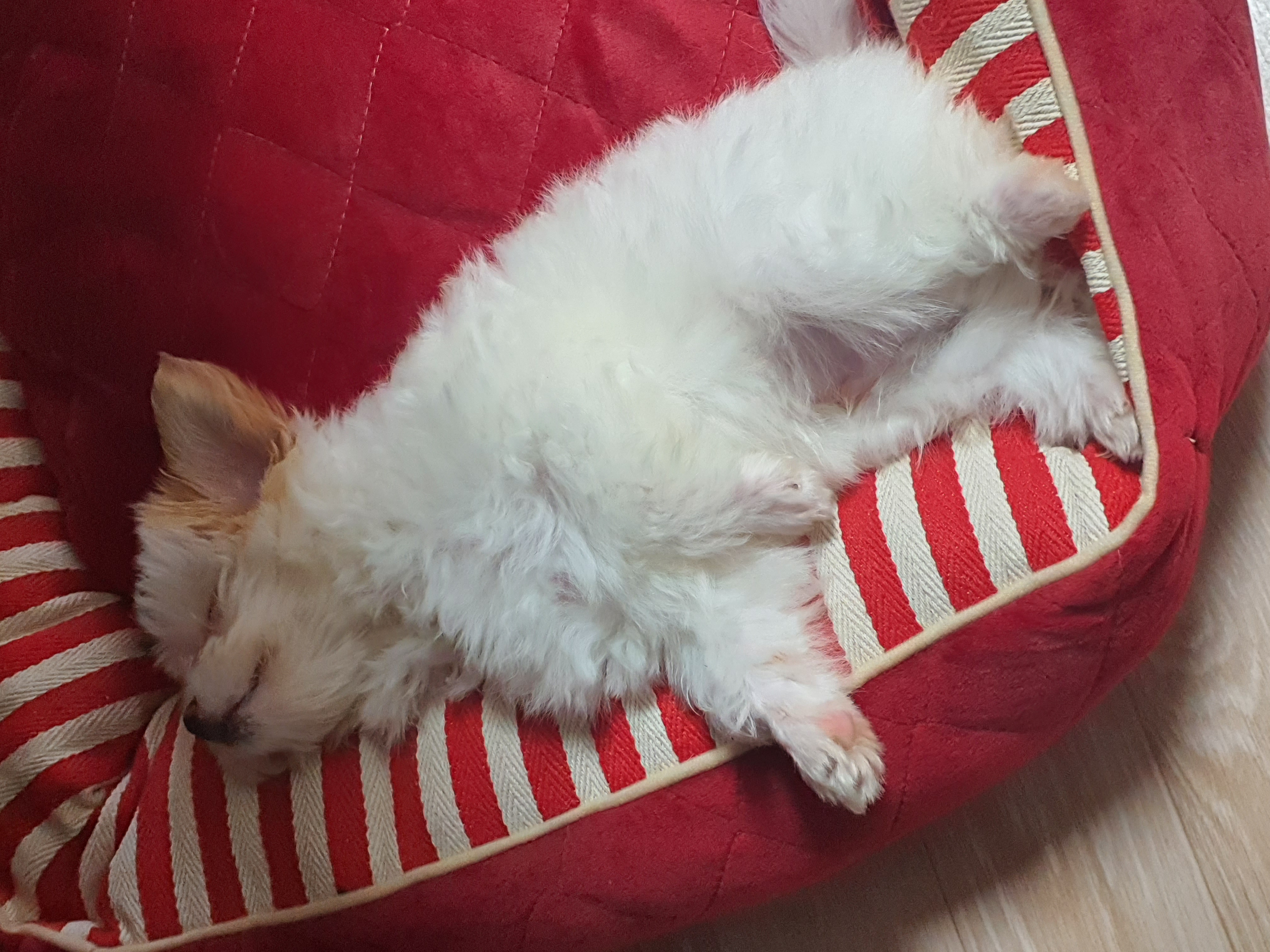 가을이 입양 일주일째에요
