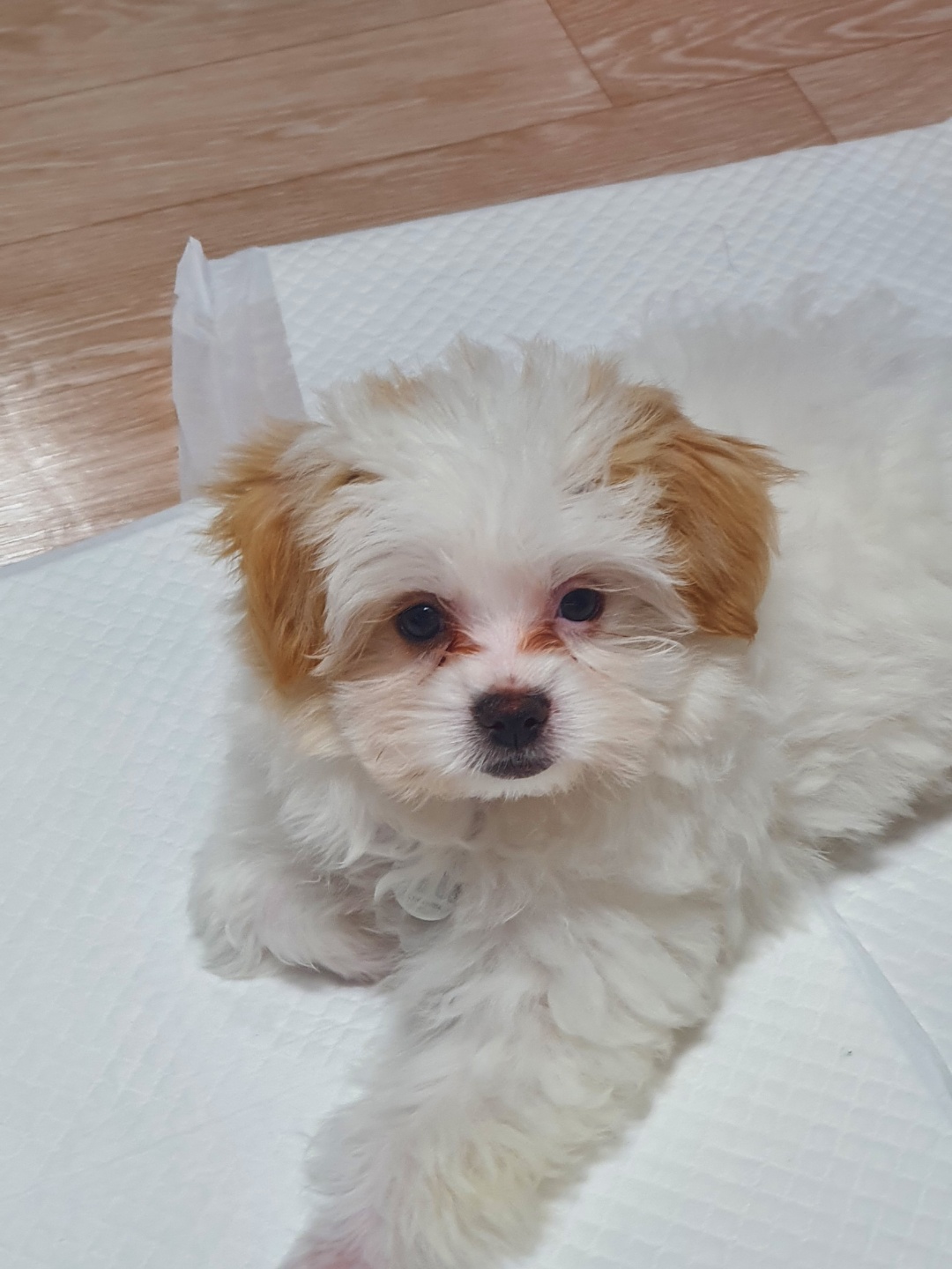 가을이 입양 일주일째에요