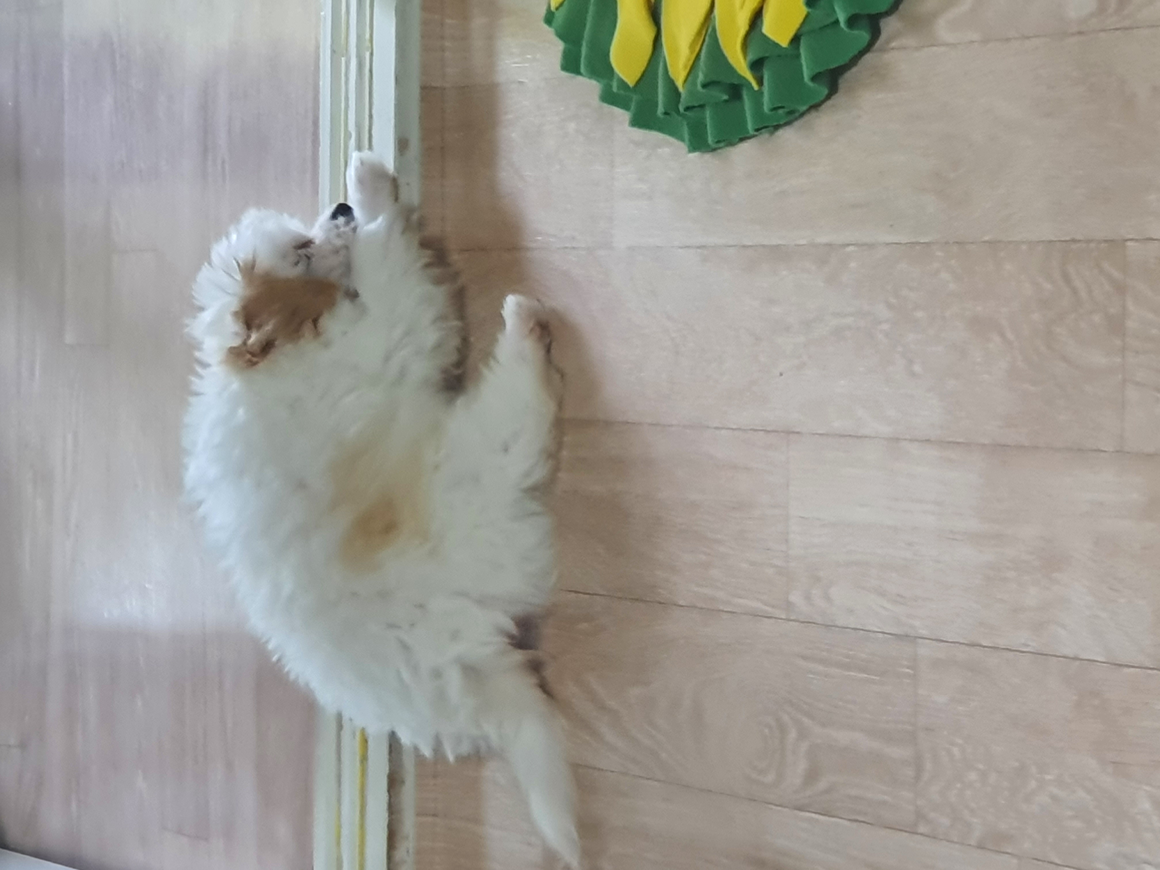 가을이 입양 일주일째에요