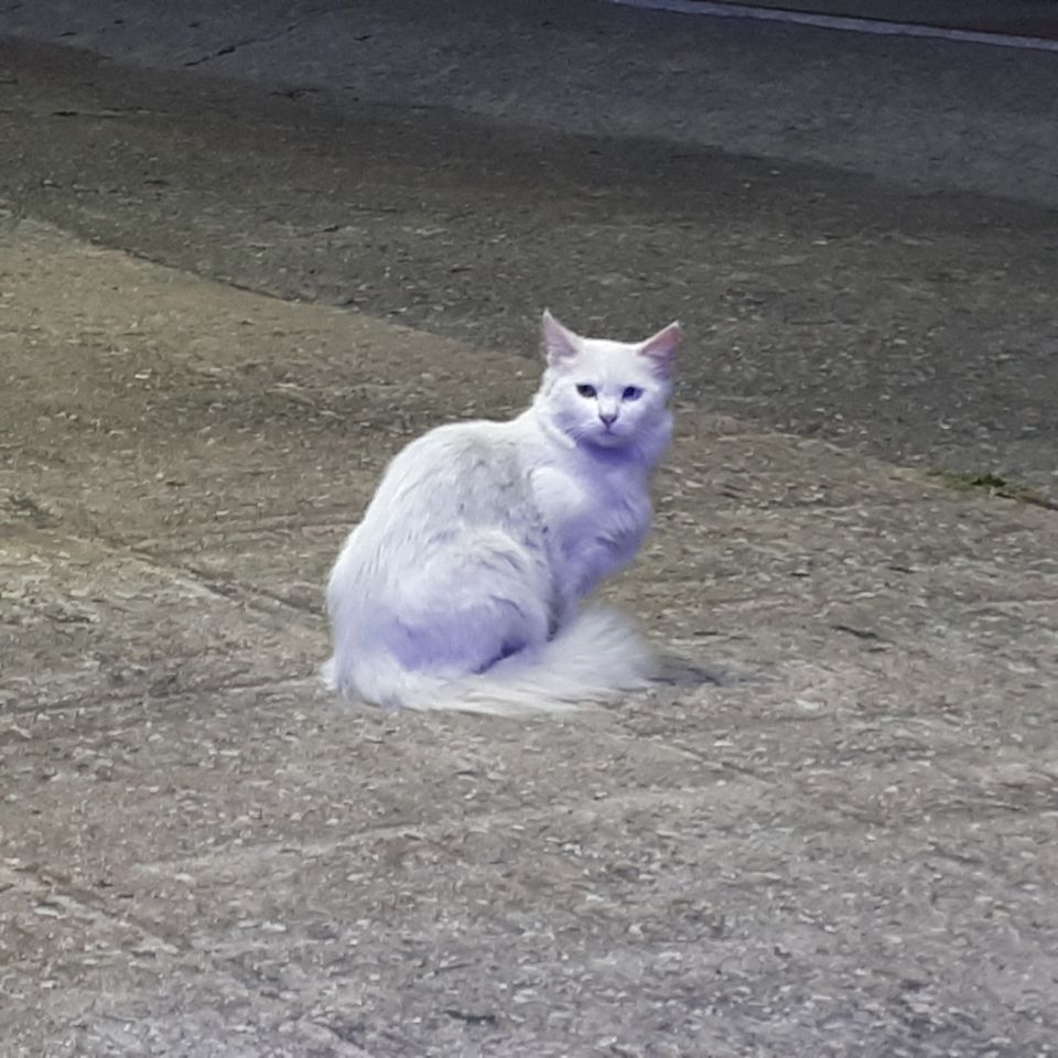 고양이 분양 샾 성인고양이 방사 의심