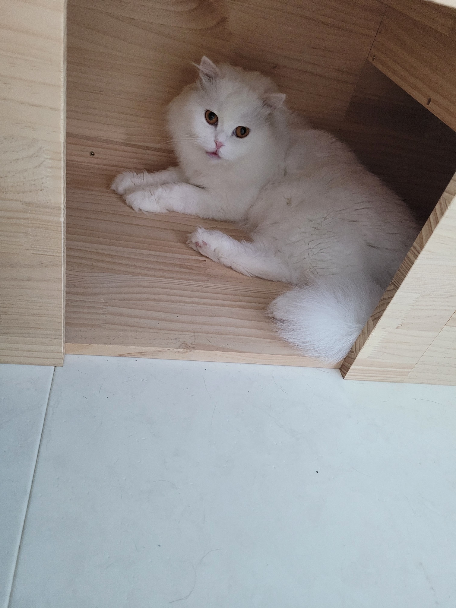 고양이 분양 샾 성인고양이 방사 의심