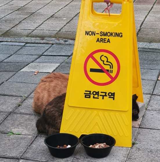 아파트 입대위의 반대 및 1년 가까운 지속적인 학대와 혐오로 고통받는 아이들을 살려주세요. 