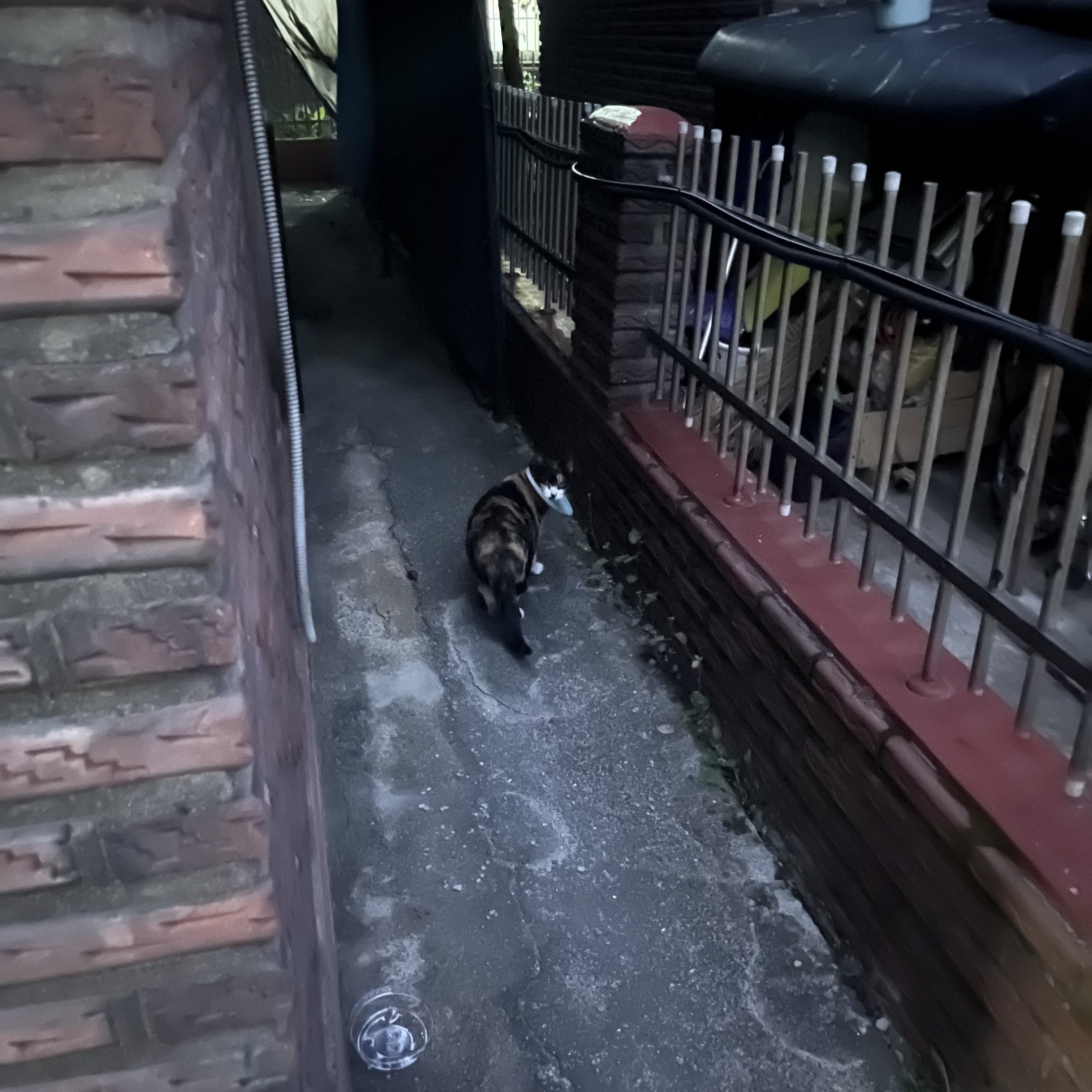 고양이 목에 플라스틱이 꼈어요.