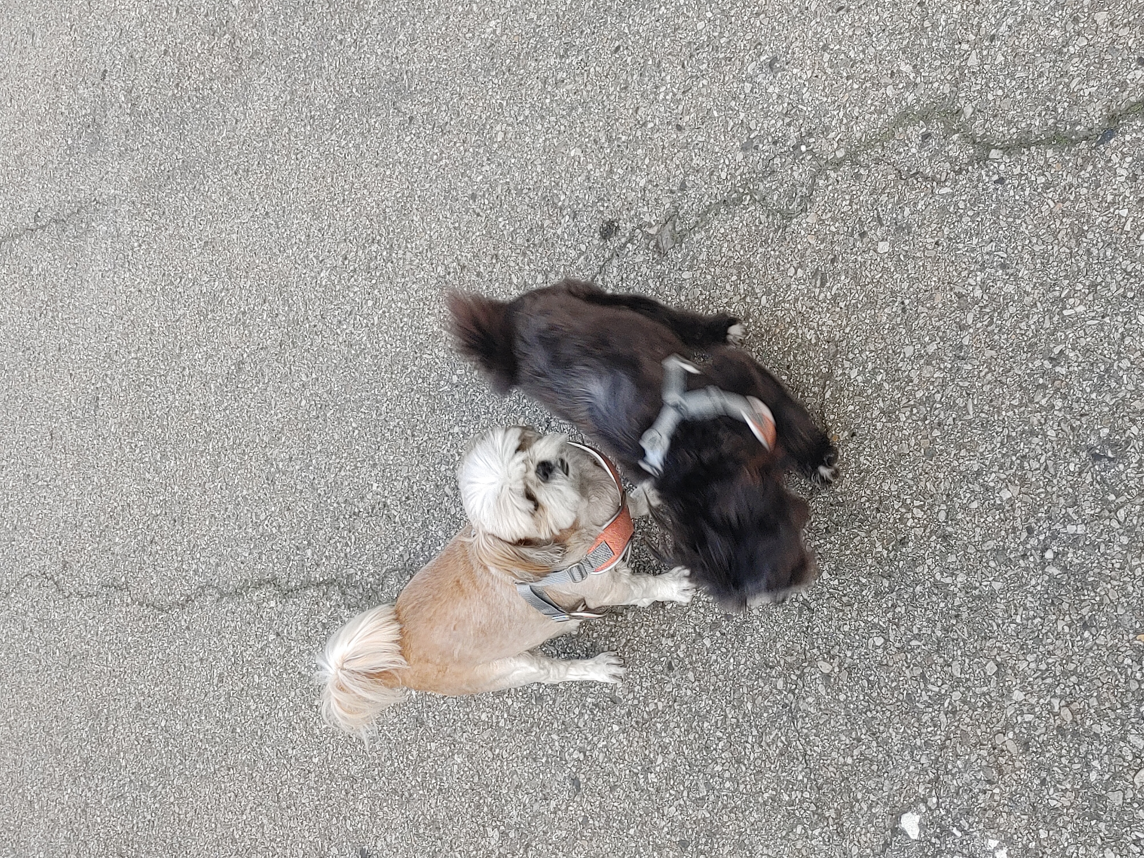 타타가 집에 온지 3달이 되어오네요