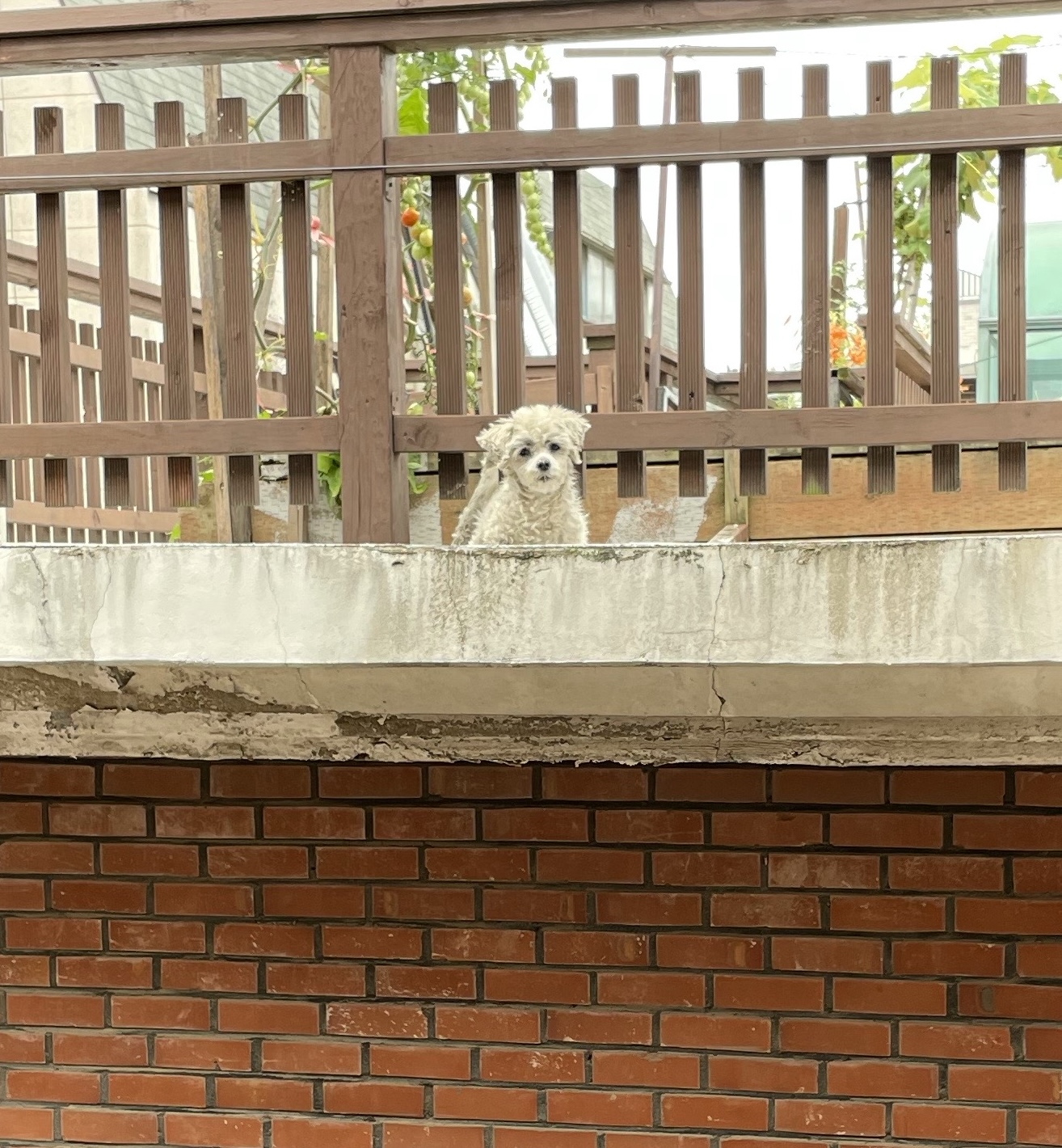 강아지 좀 구조해주세요