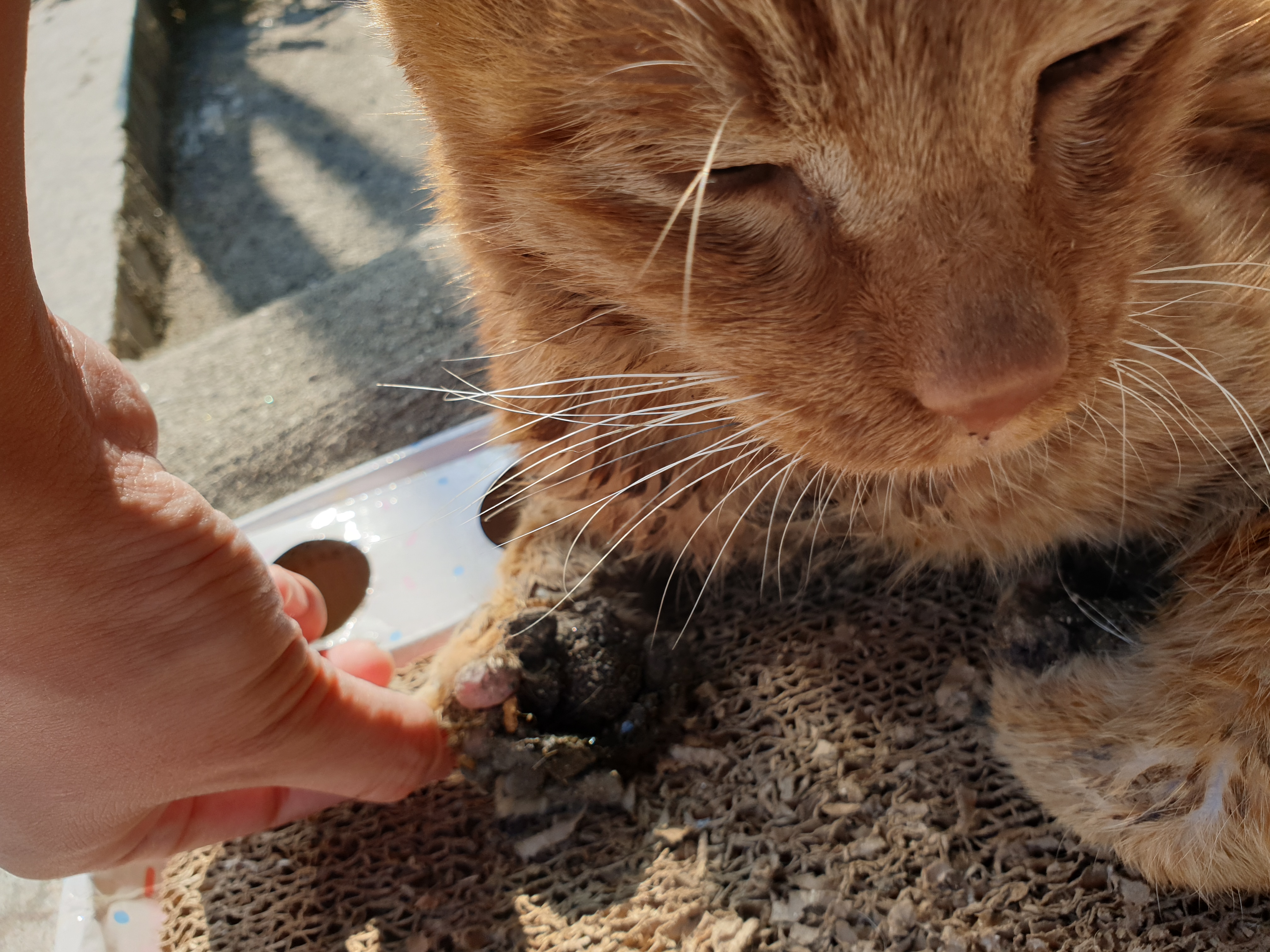 고양이 구조부탁드립니다..ㅠ