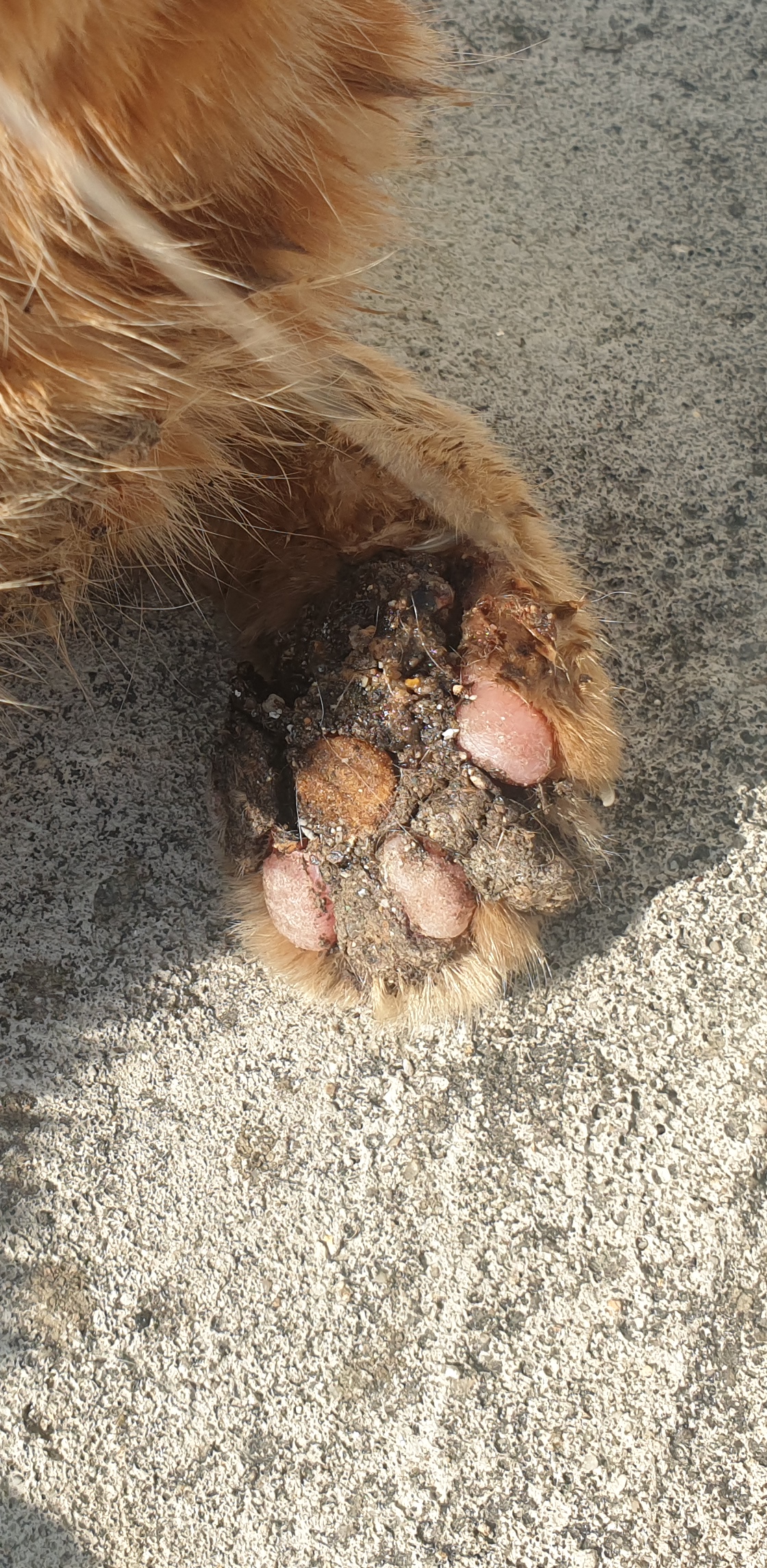 고양이 구조부탁드립니다..ㅠ