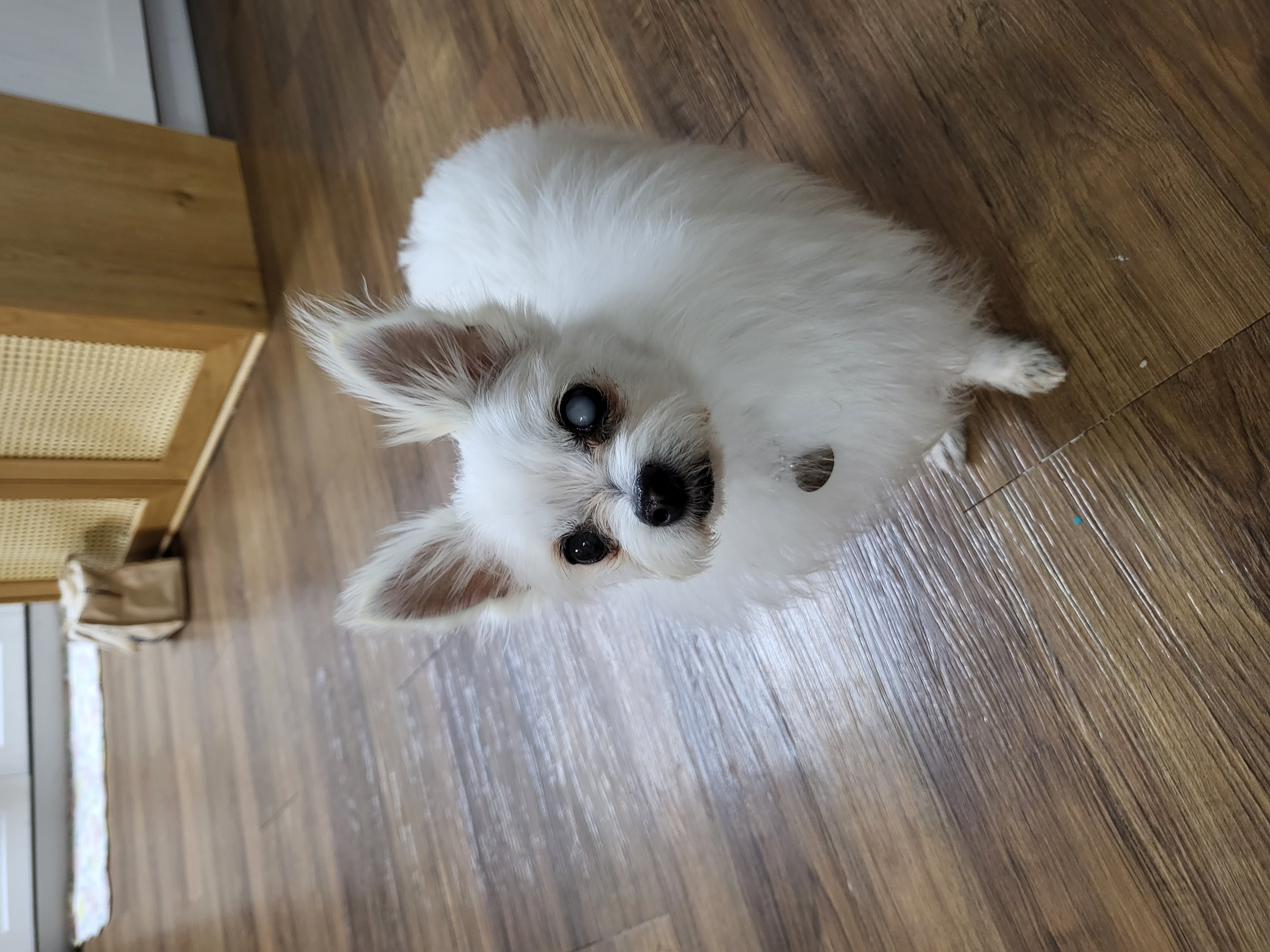 앙쥬 입양 일주일입니다