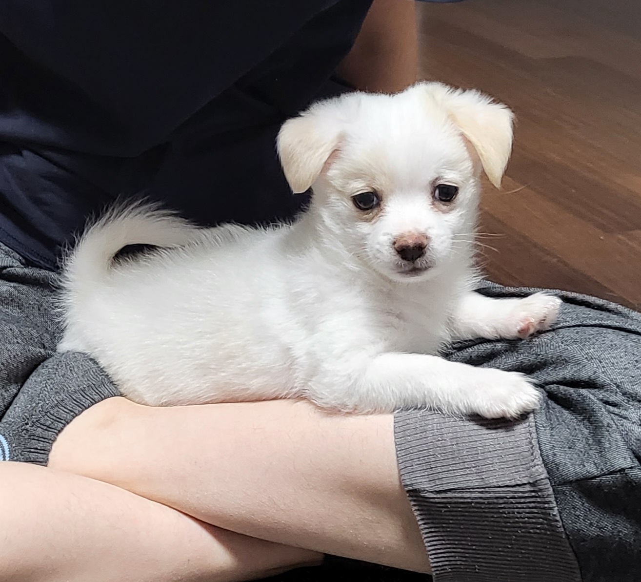 세투(현.토토) 입양4일째