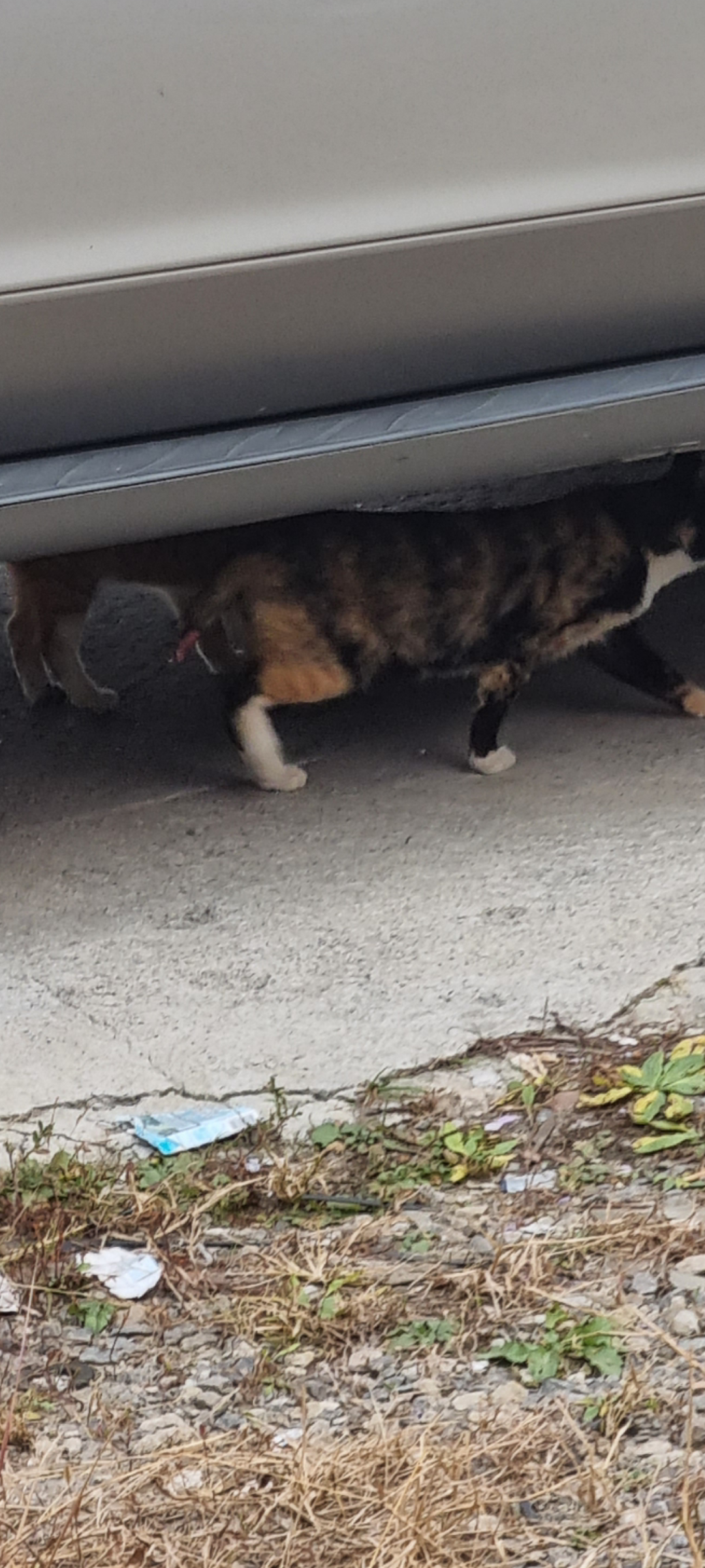 고양이 꼬리가 잘려있어요