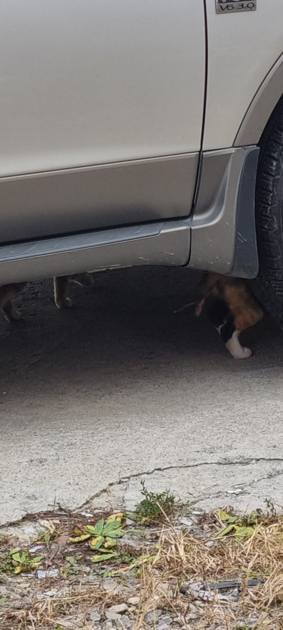 고양이 꼬리가 잘려있어요