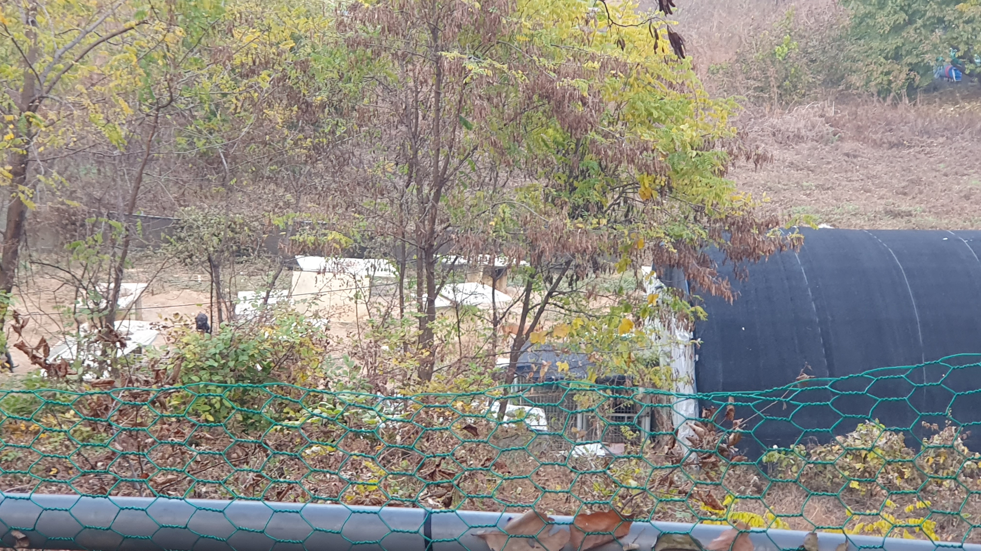 계양산 인근 개농장 의심 제보