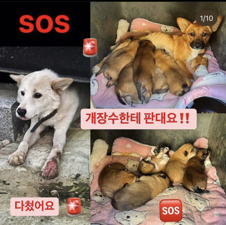 시골 밭에서 다리가 꺾여 굳어버린 채 살아가는 백구, 구조하지 않으면 개장수한테 넘긴다고 합니다. 