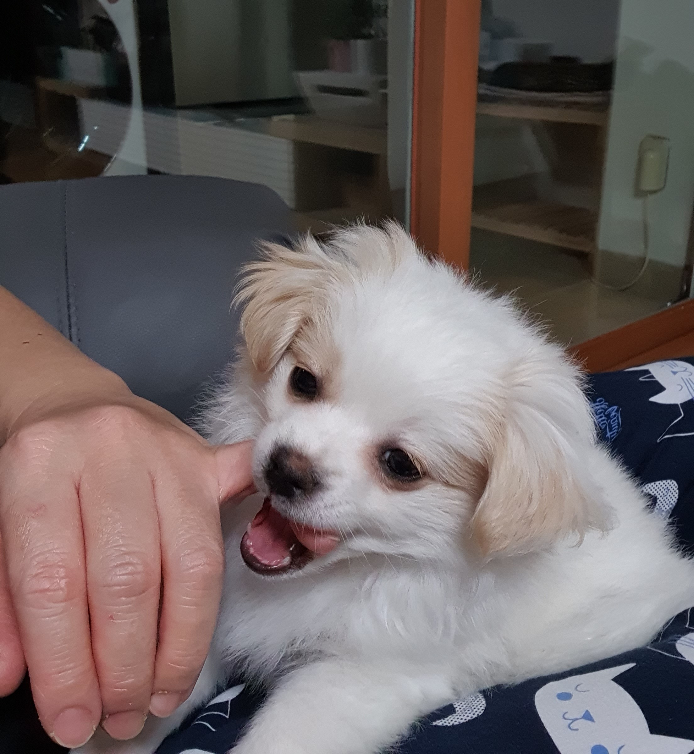 투투(쭌) 입양후기