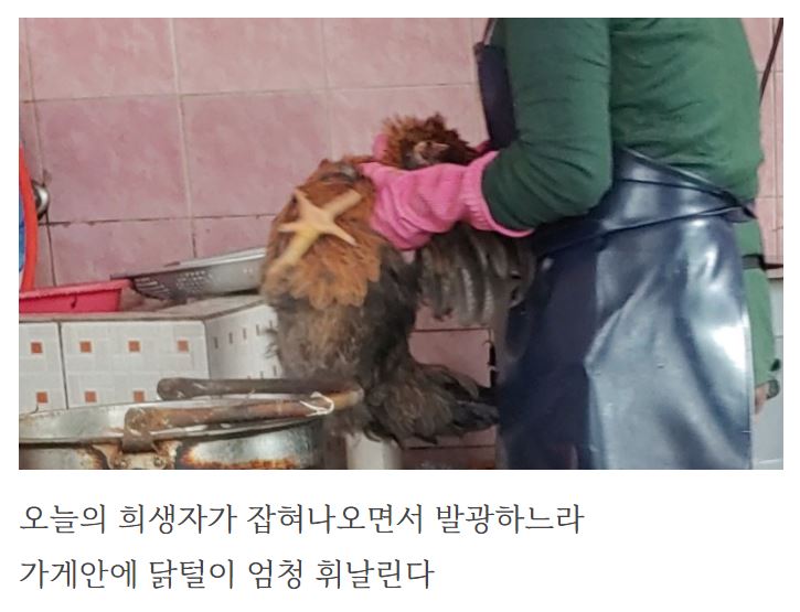 분리되어있지않은 공간에서 바로 생닭모가지꺽어서 바로튀기는 닭집을 고발합니다. 