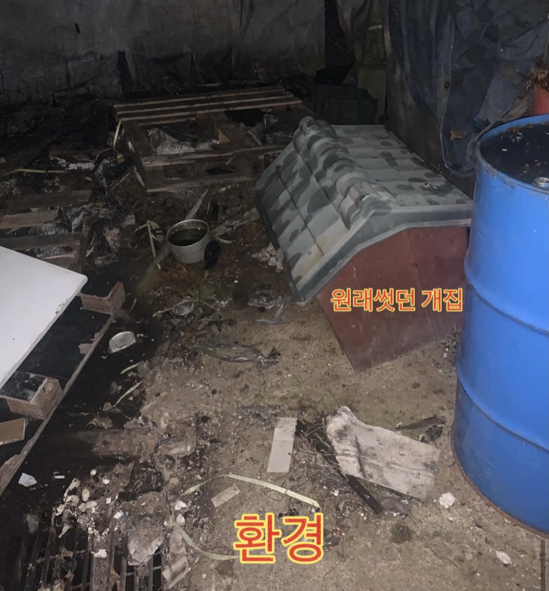 남양주시 방치견 도와주세요