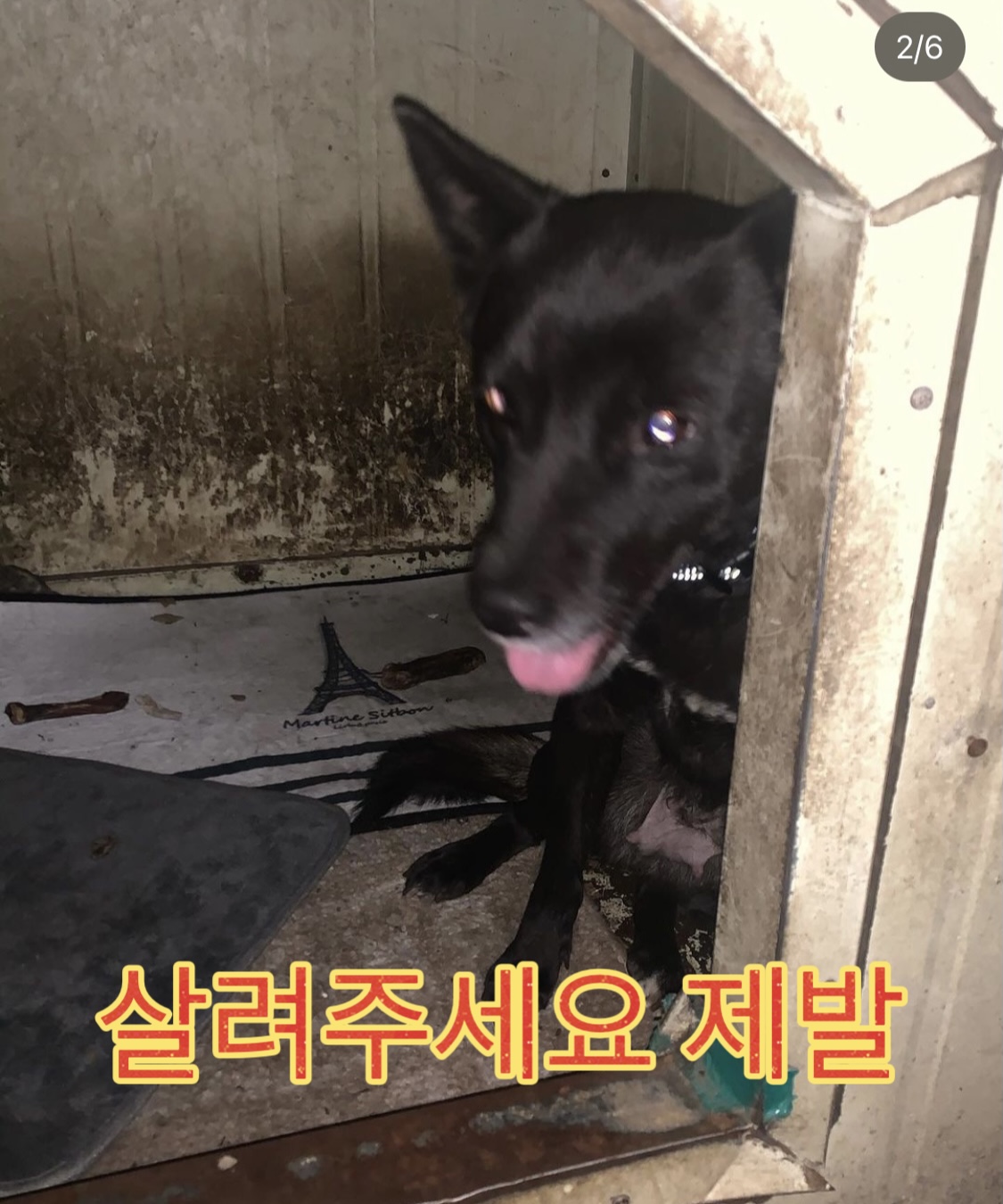 남양주시 방치견 도와주세요