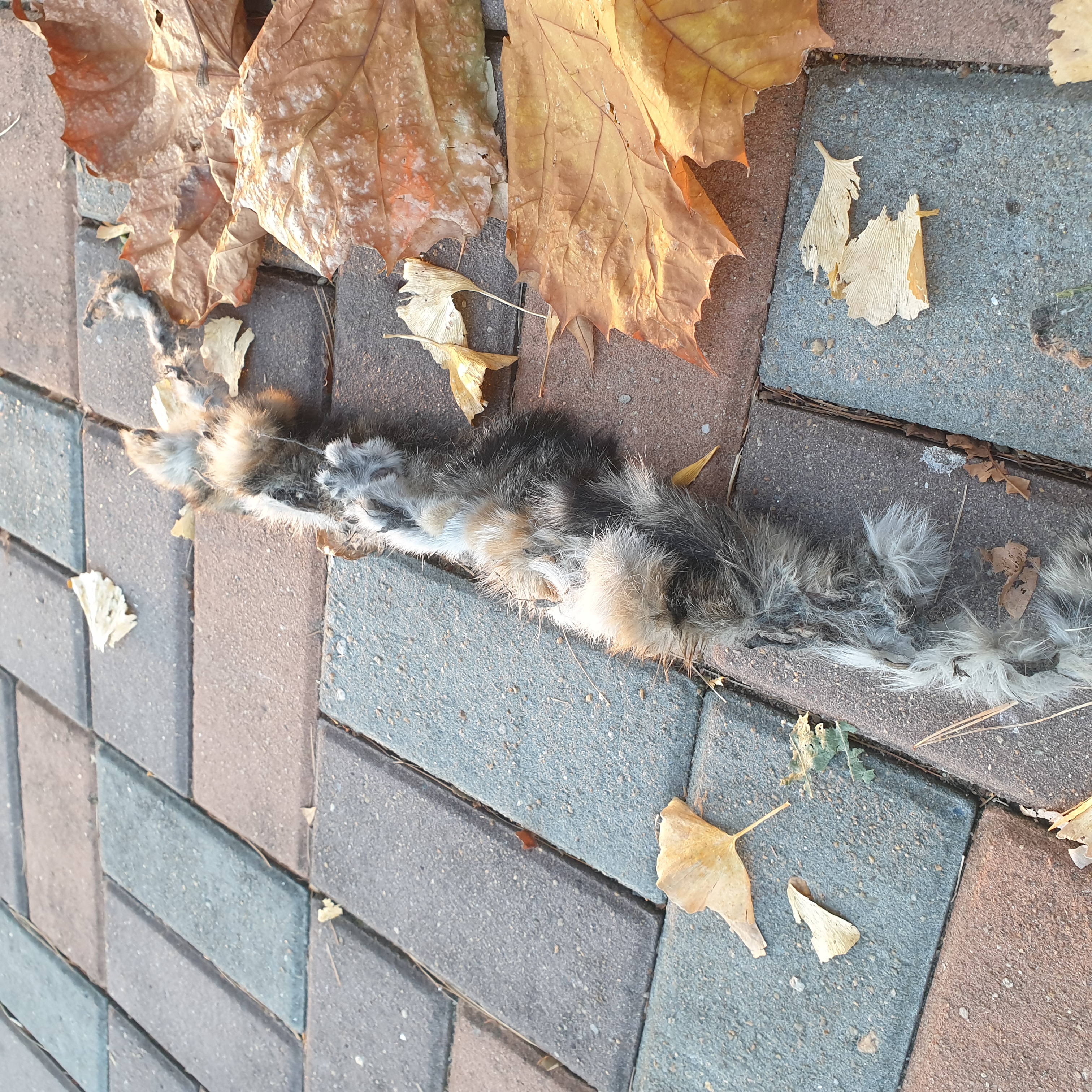 길고양이 털가죽 벗겨서 길가에 전시