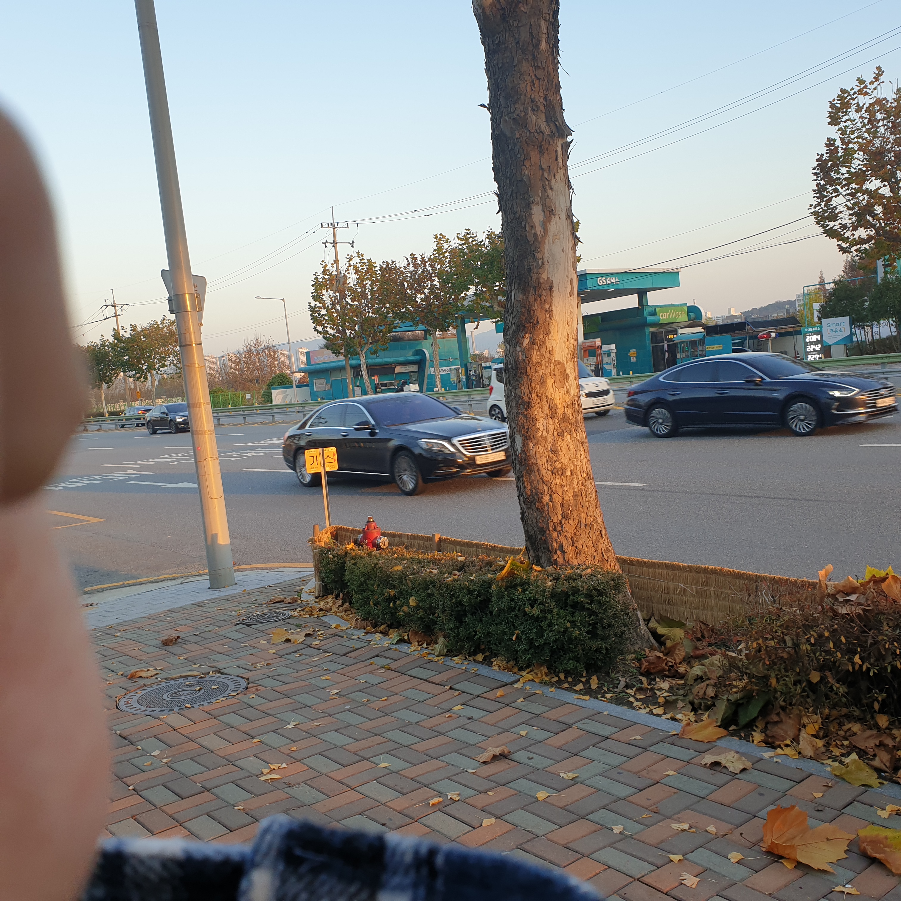 길고양이 털가죽 벗겨서 길가에 전시