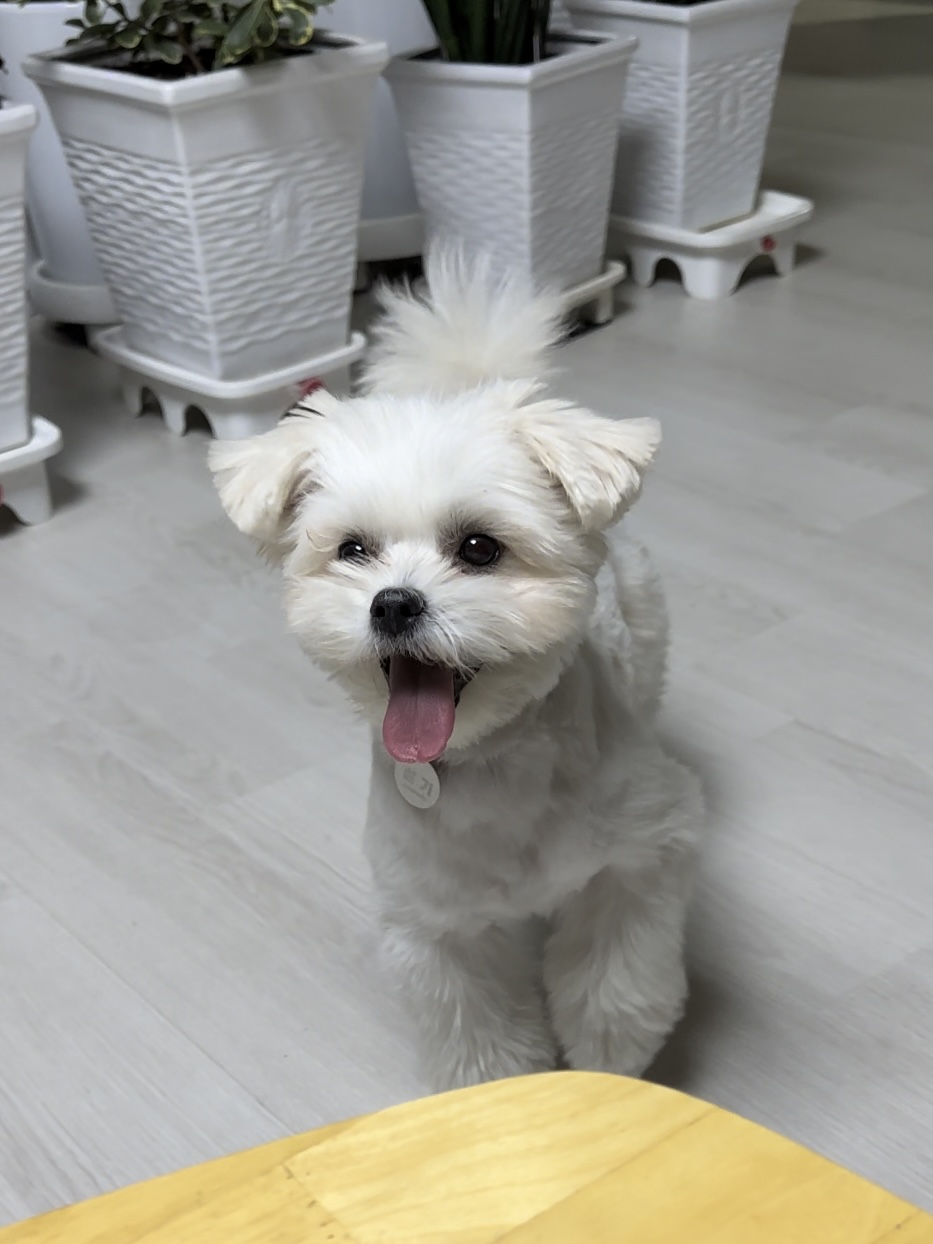 설기 (오식이)