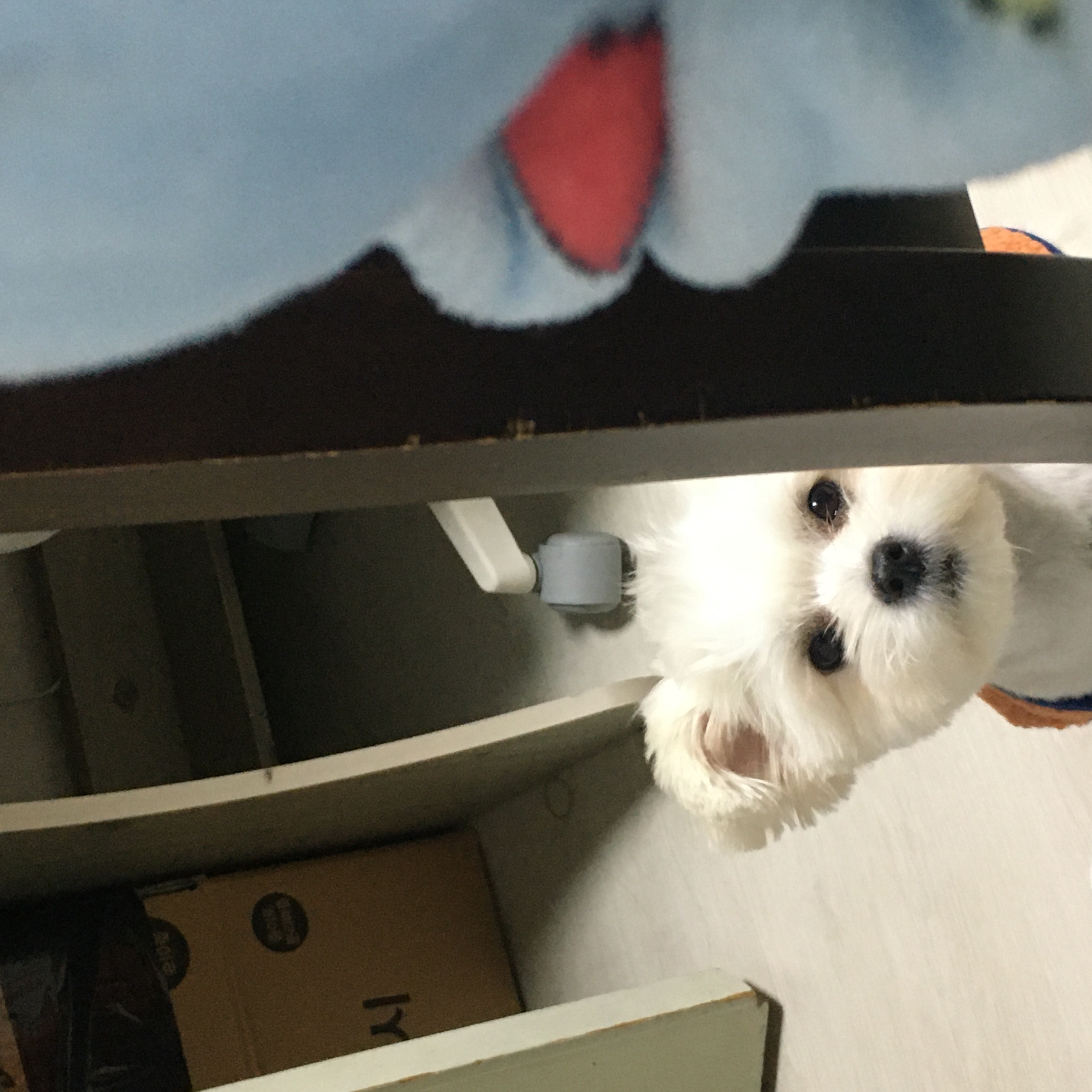 설기 (오식이)