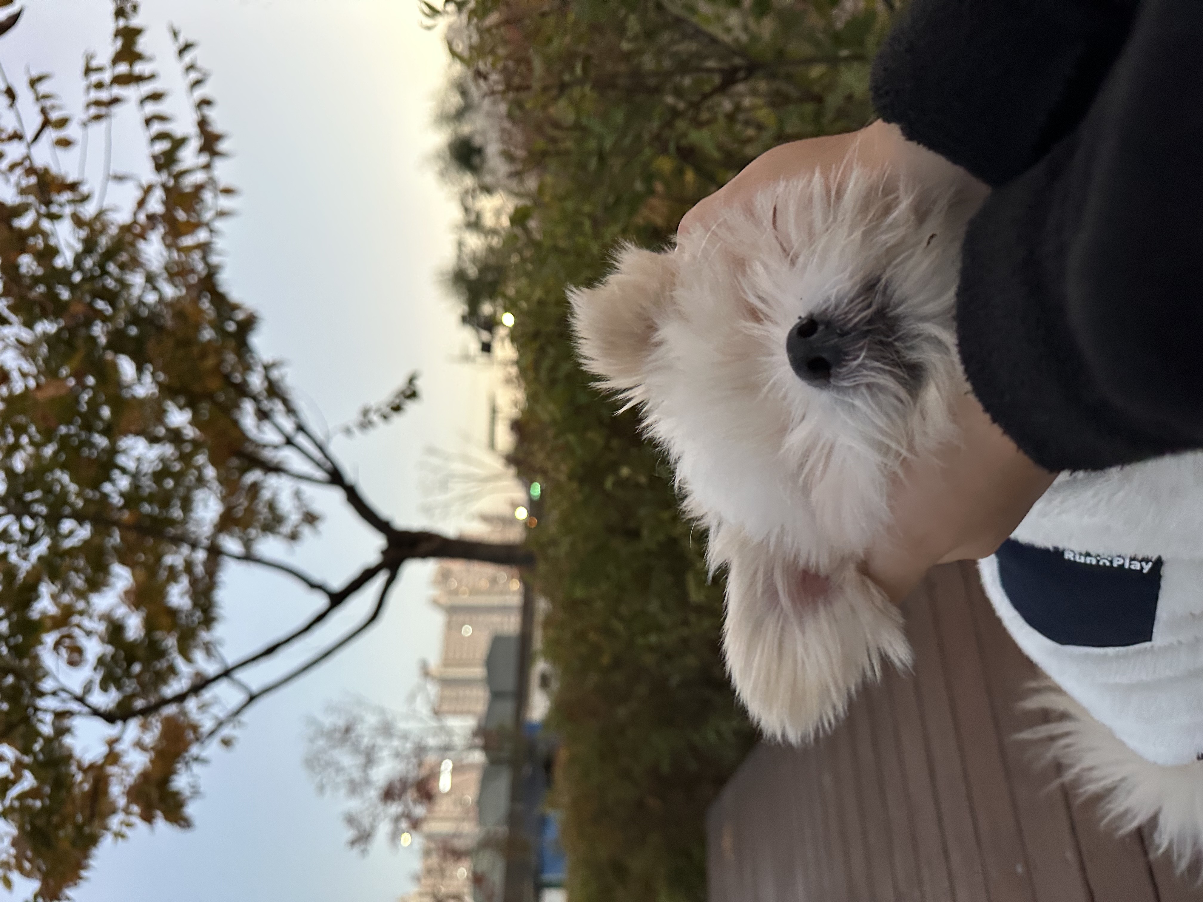 설기 (오식이)