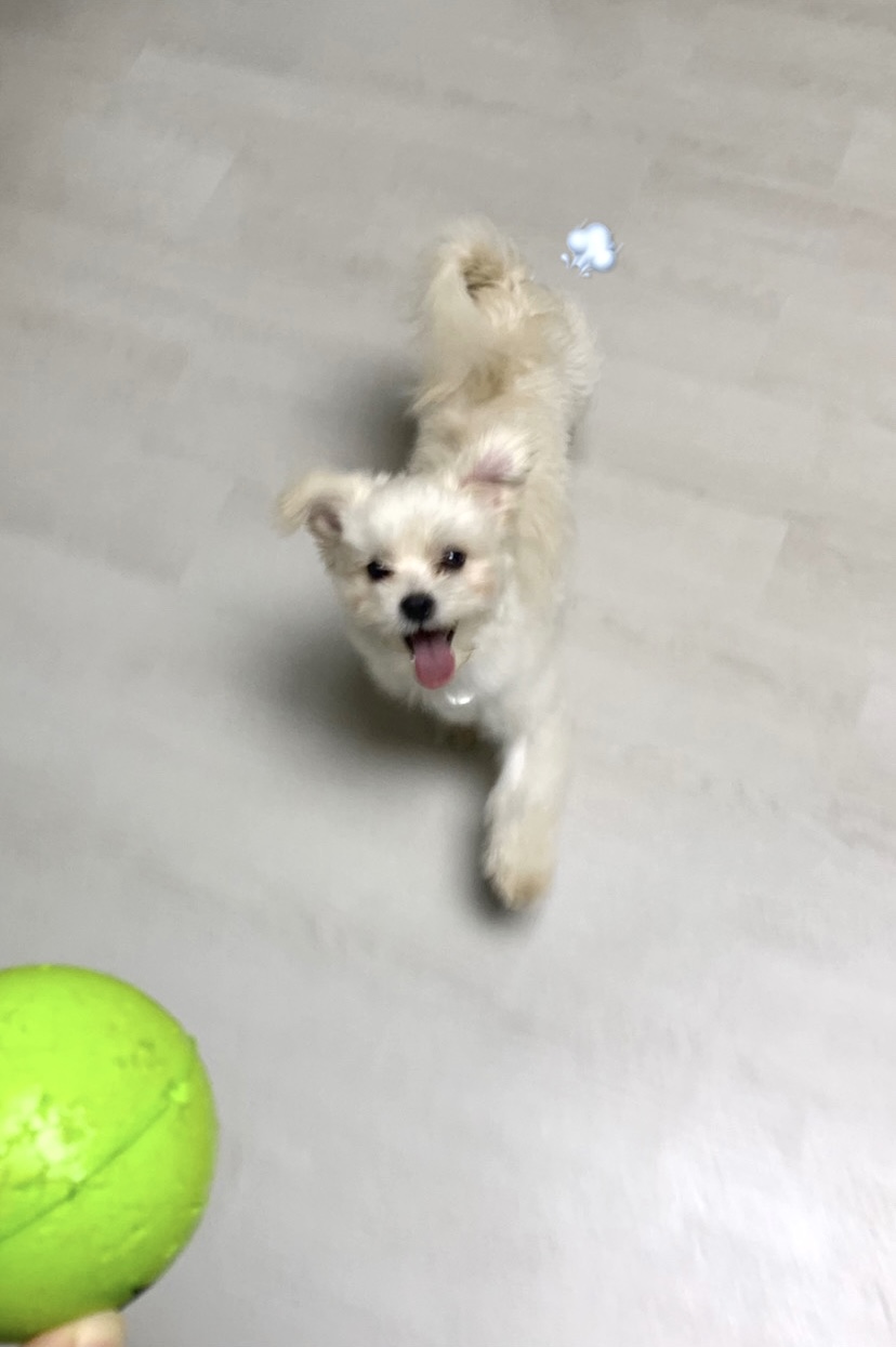 설기 (오식이)