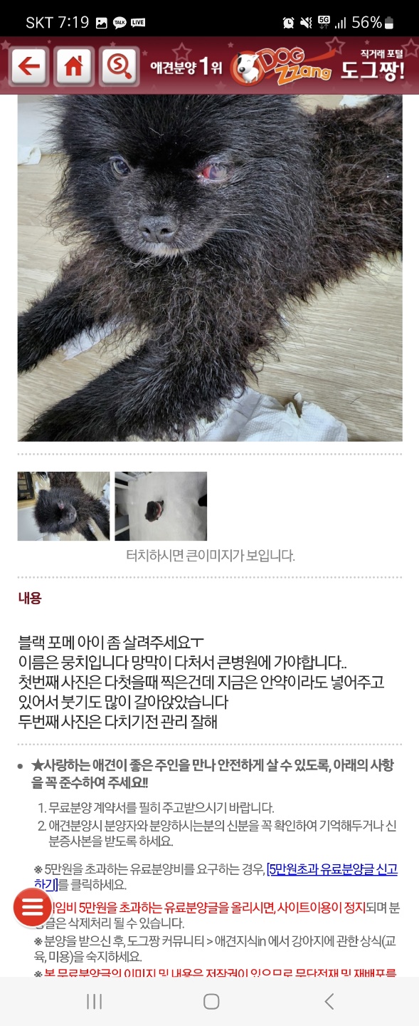 상습적 입양,분양,교배 (동물학대 제보합니다)