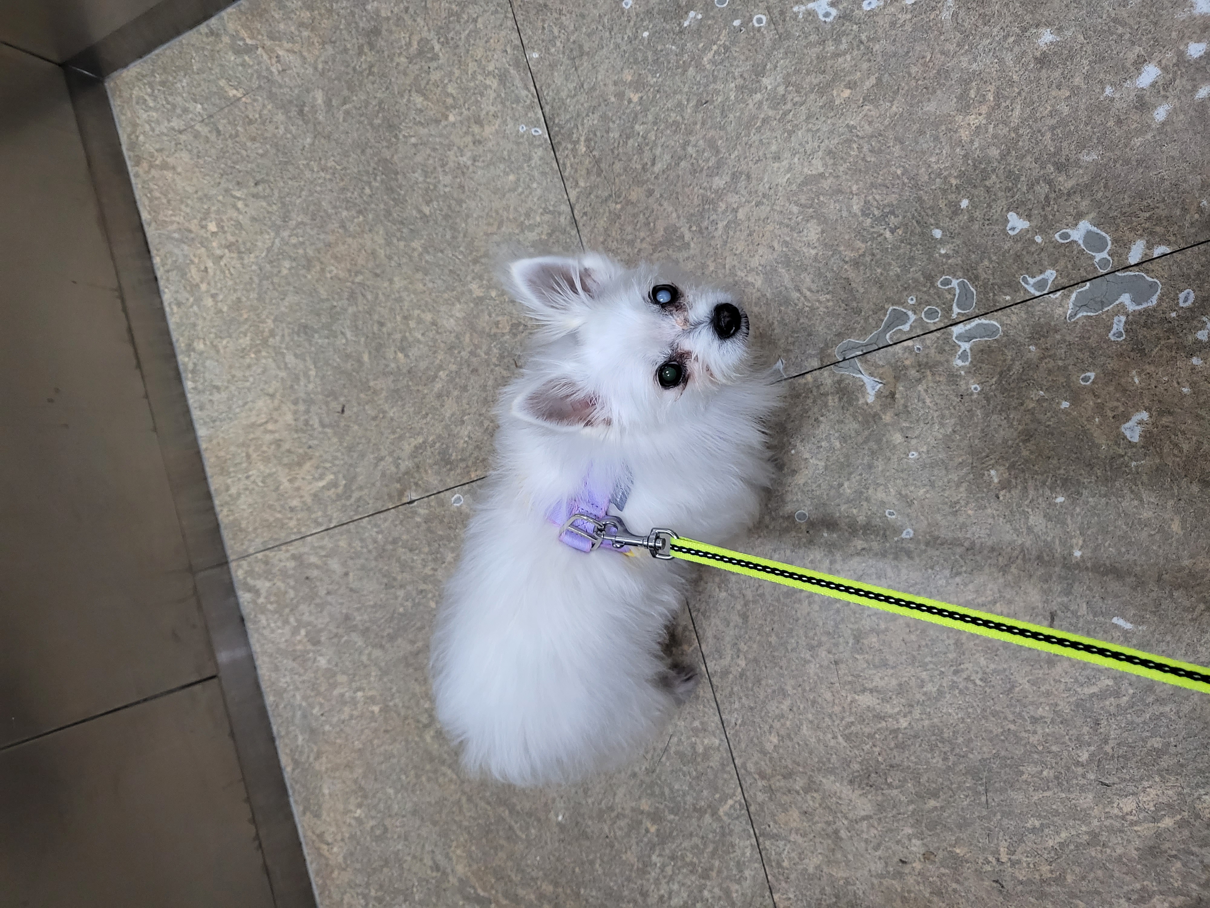 앙쥬의 한달